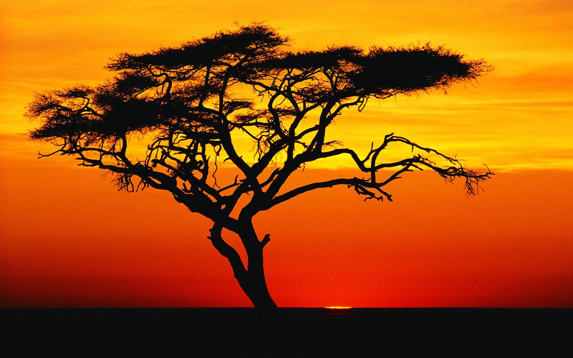 savanna, landscape, trees, sunset cellphone