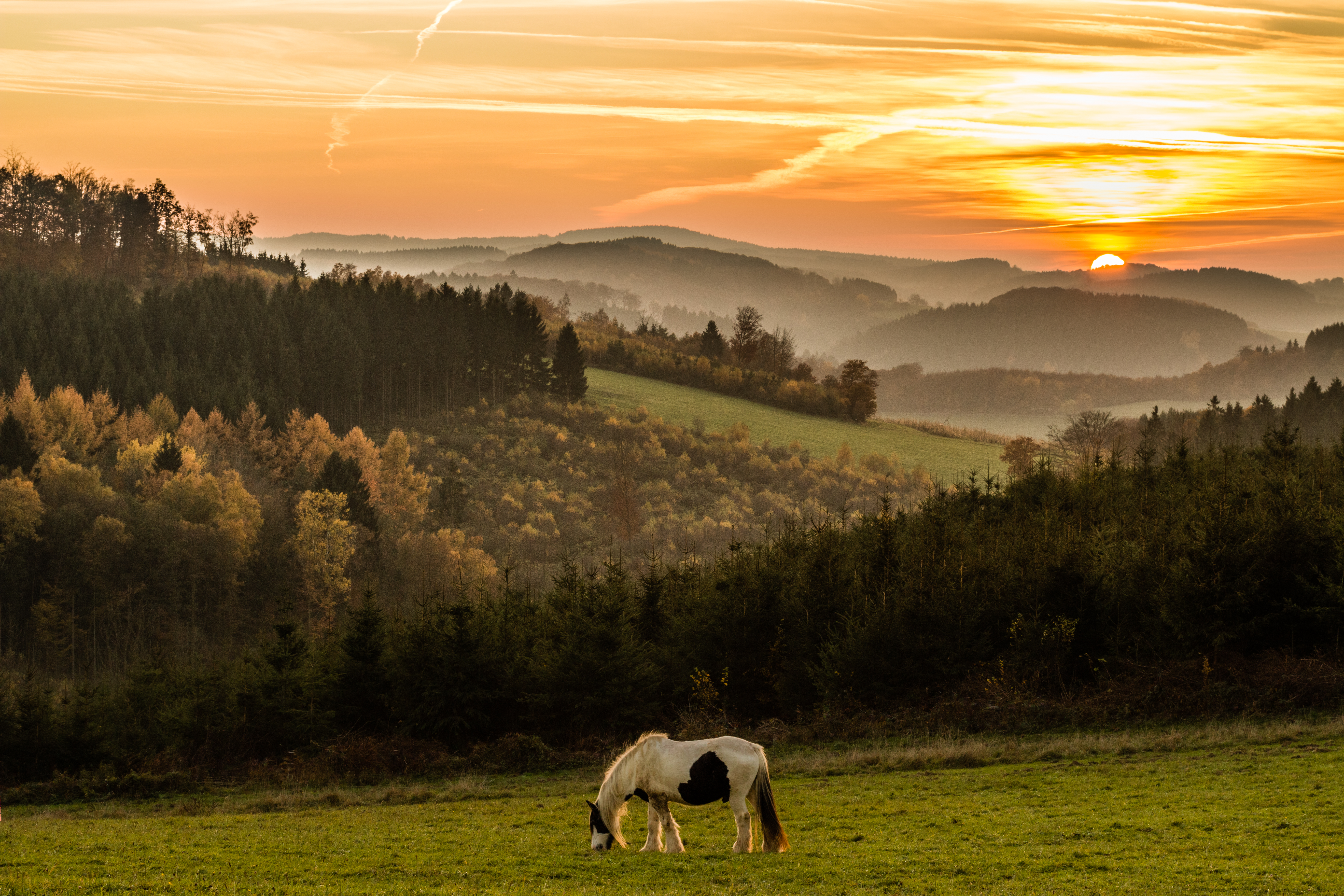Download mobile wallpaper Field, Mountains, Sunset, Horse, Animals for free.