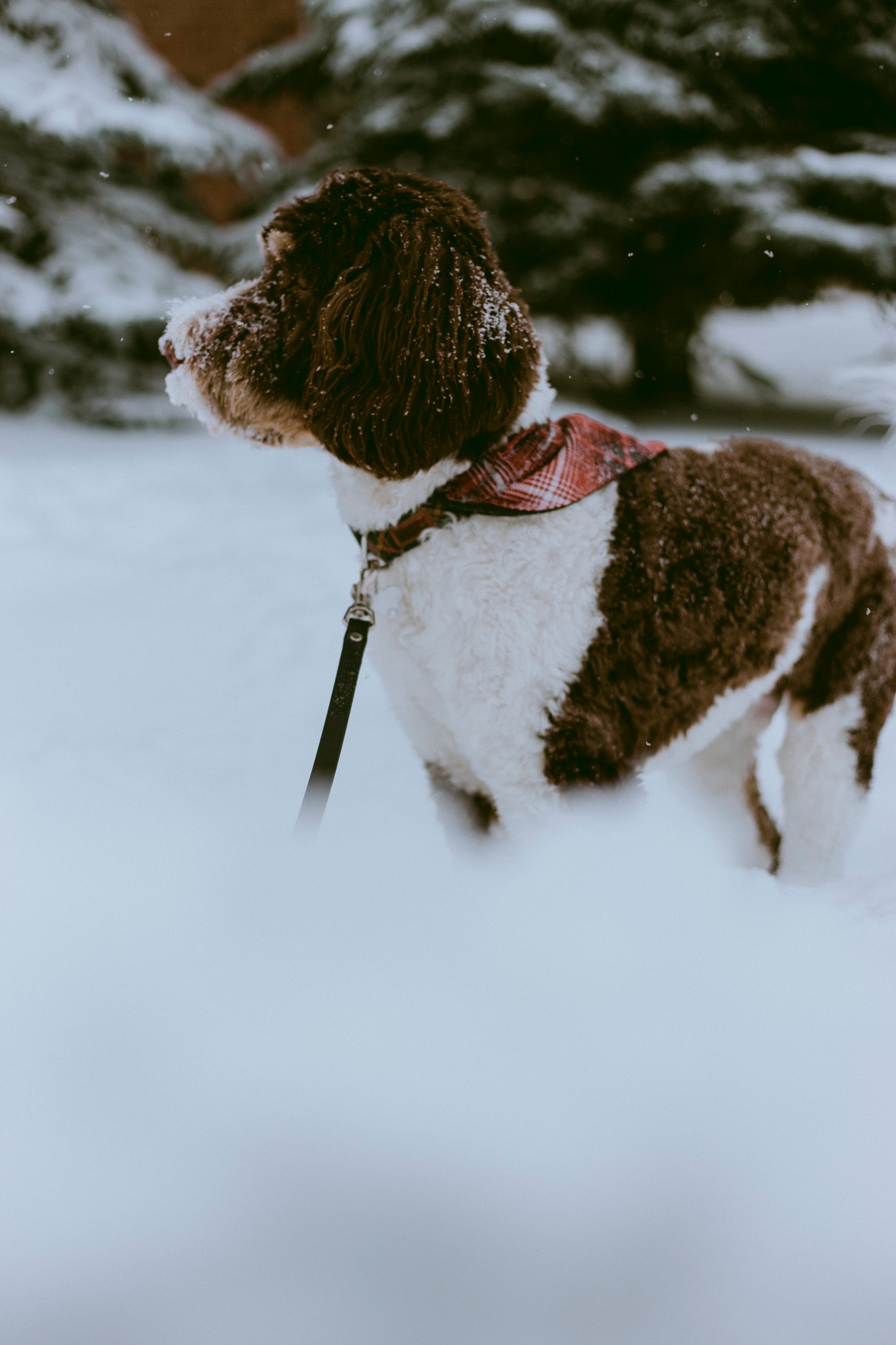 animals, winter, snow, dog, pet, stroll Desktop home screen Wallpaper