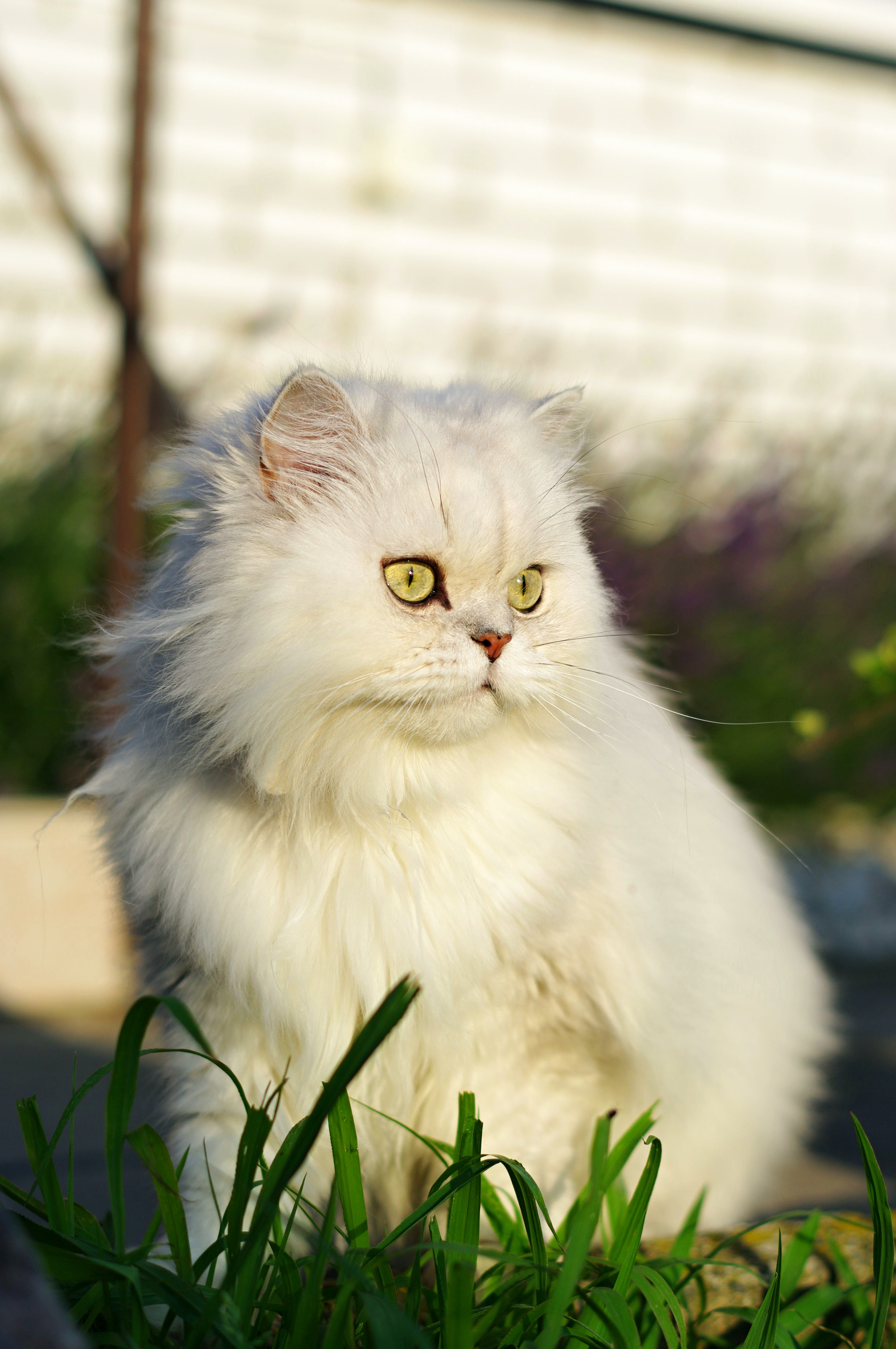 sight, animals, grass, white, cat, fluffy, pet, opinion