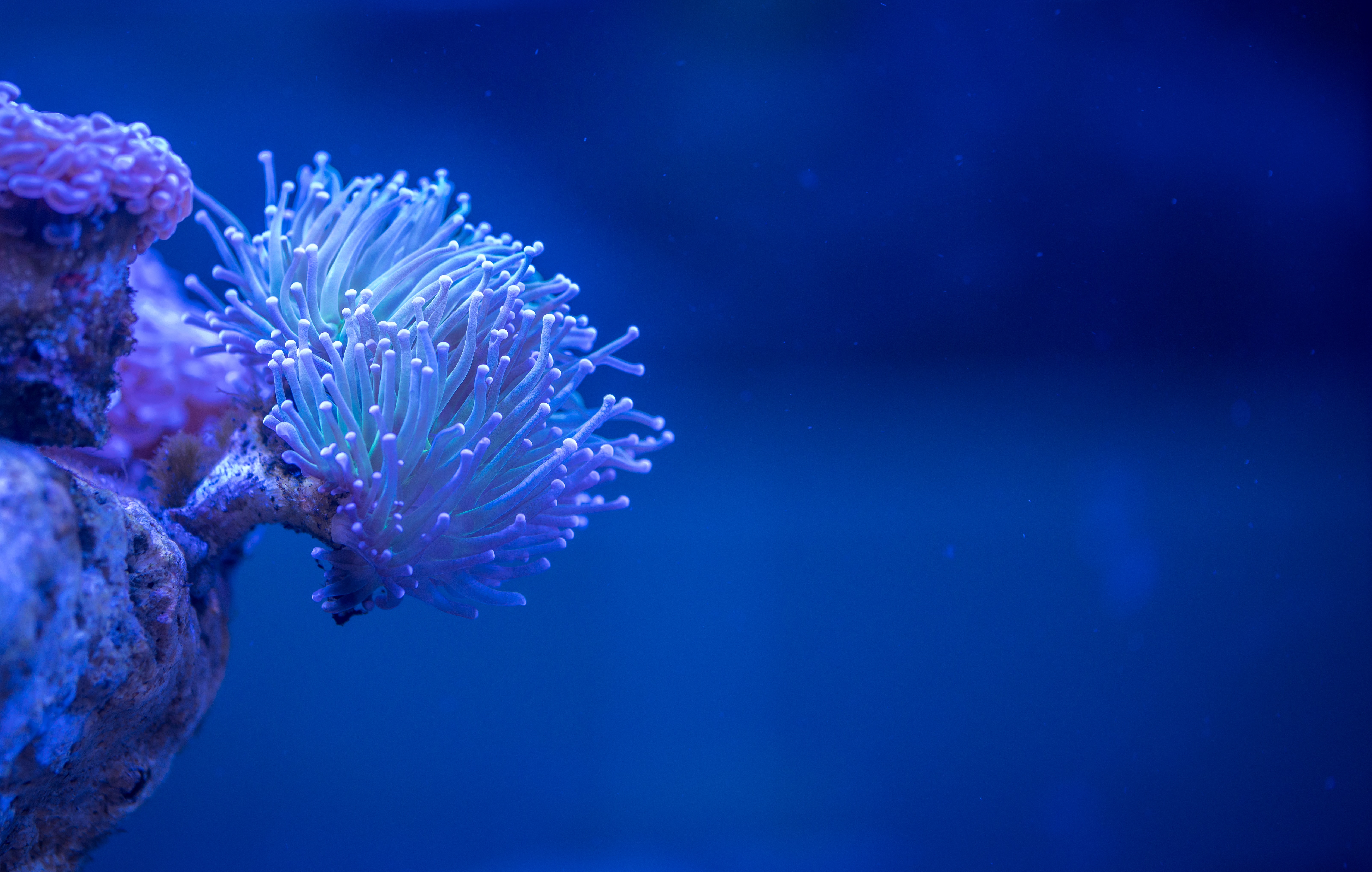 138398 Hintergrundbild herunterladen koralle, makro, sea, tiefe, unterwasser, klasse, coral - Bildschirmschoner und Bilder kostenlos