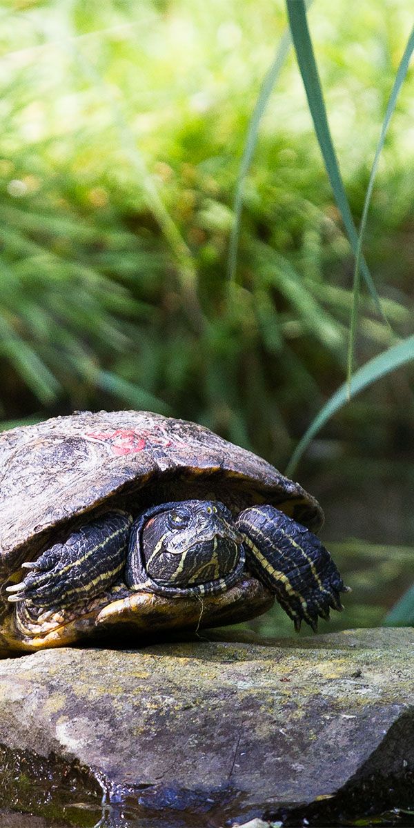 Super turtle. Животные похожие на черепаху. Супер черепаха. Черепаха на Камне. Черепаха из супер питомцев.