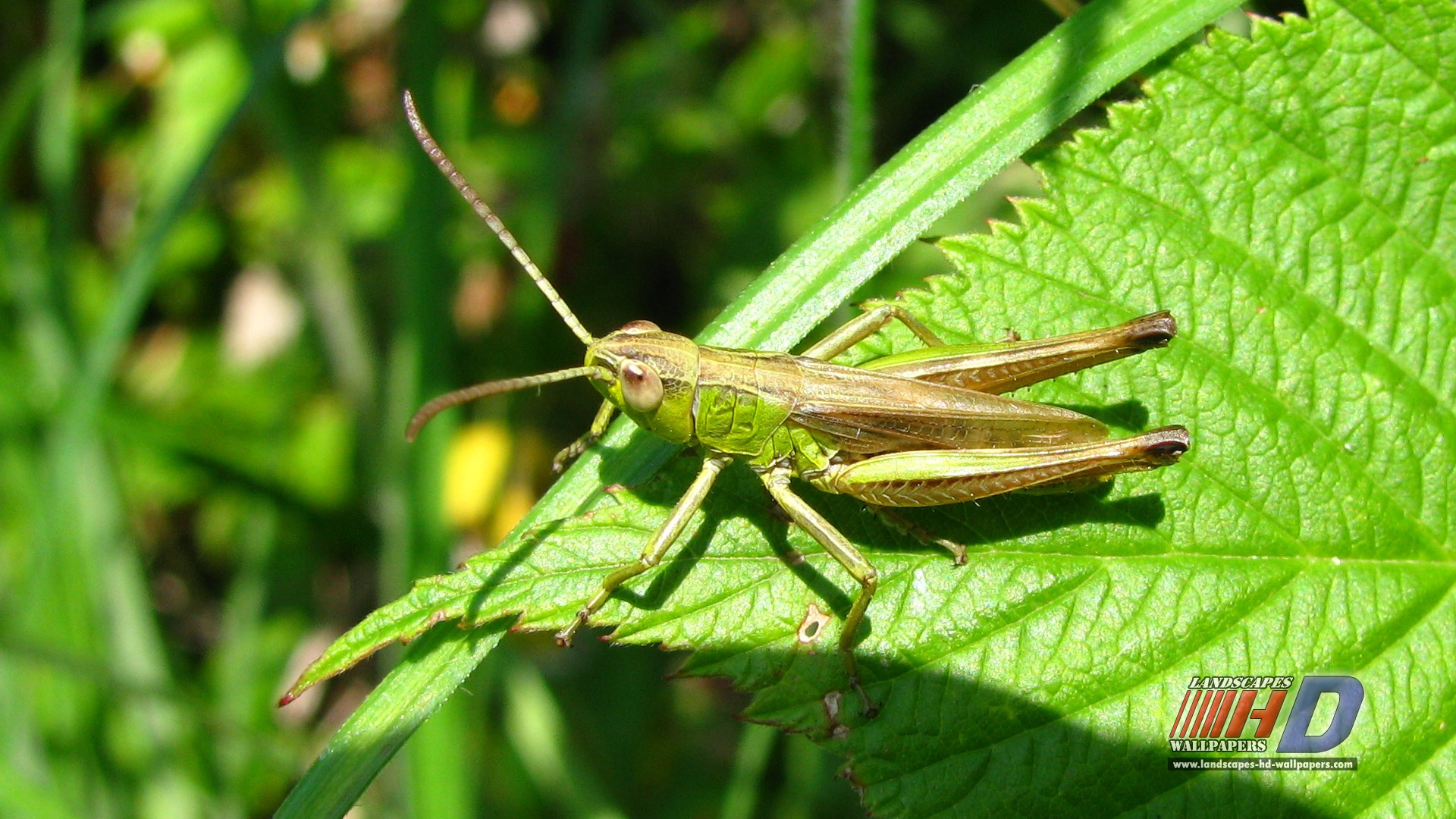 animal, grasshopper Full HD