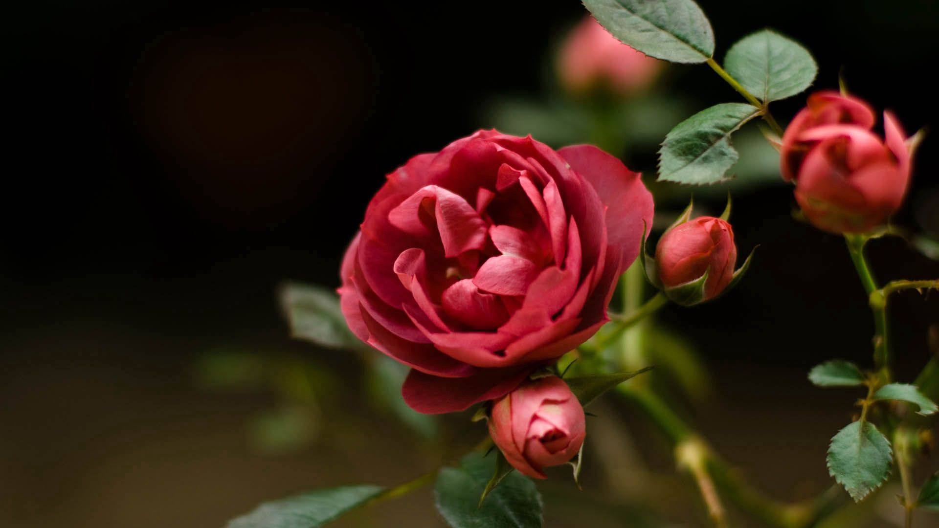 Скачати мобільні шпалери Рослина, Бутон, Брунька, Квіти, Пелюстки, Роза, Троянда безкоштовно.