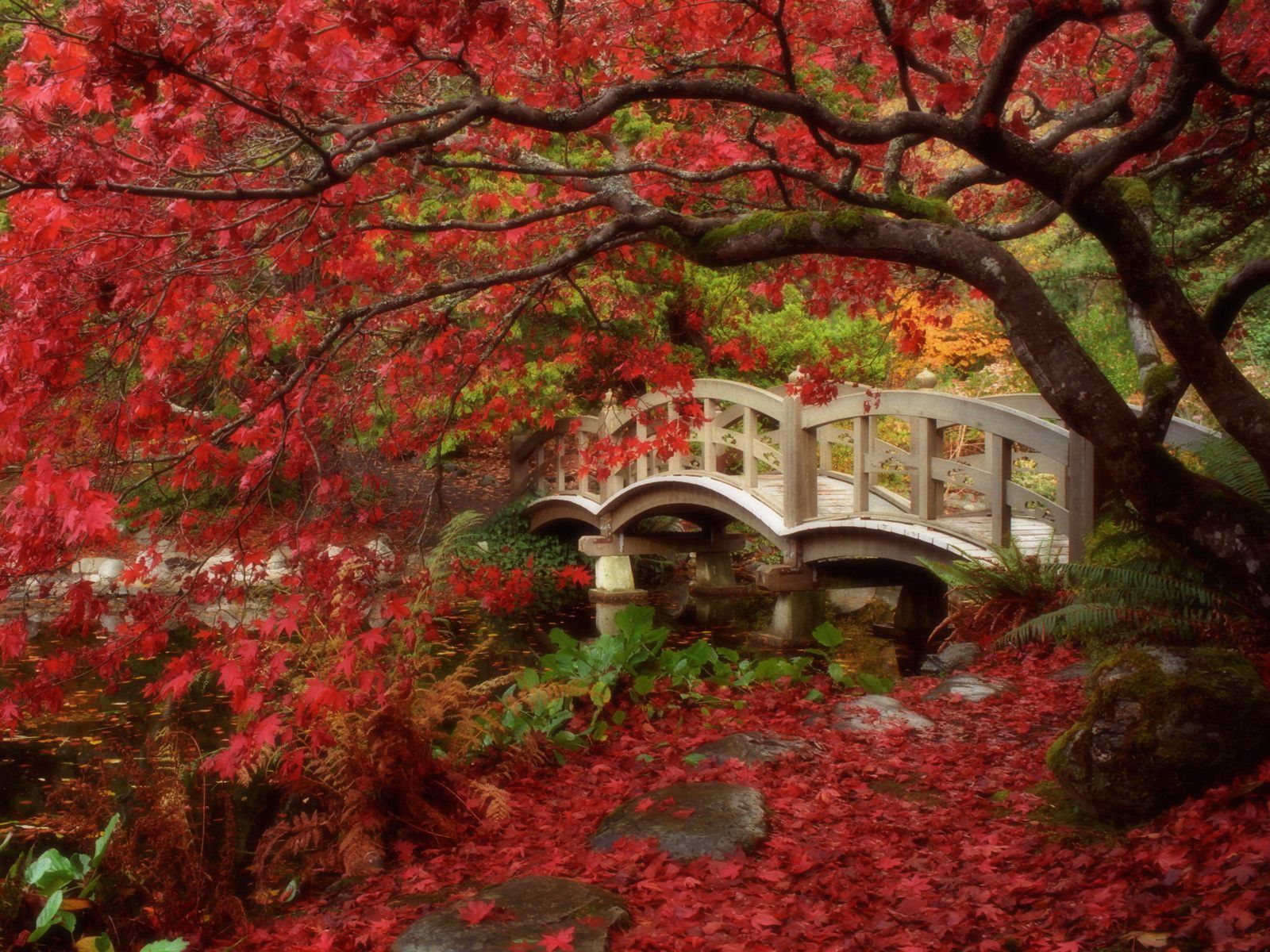 bridge, nature, wood, park, tree HD wallpaper