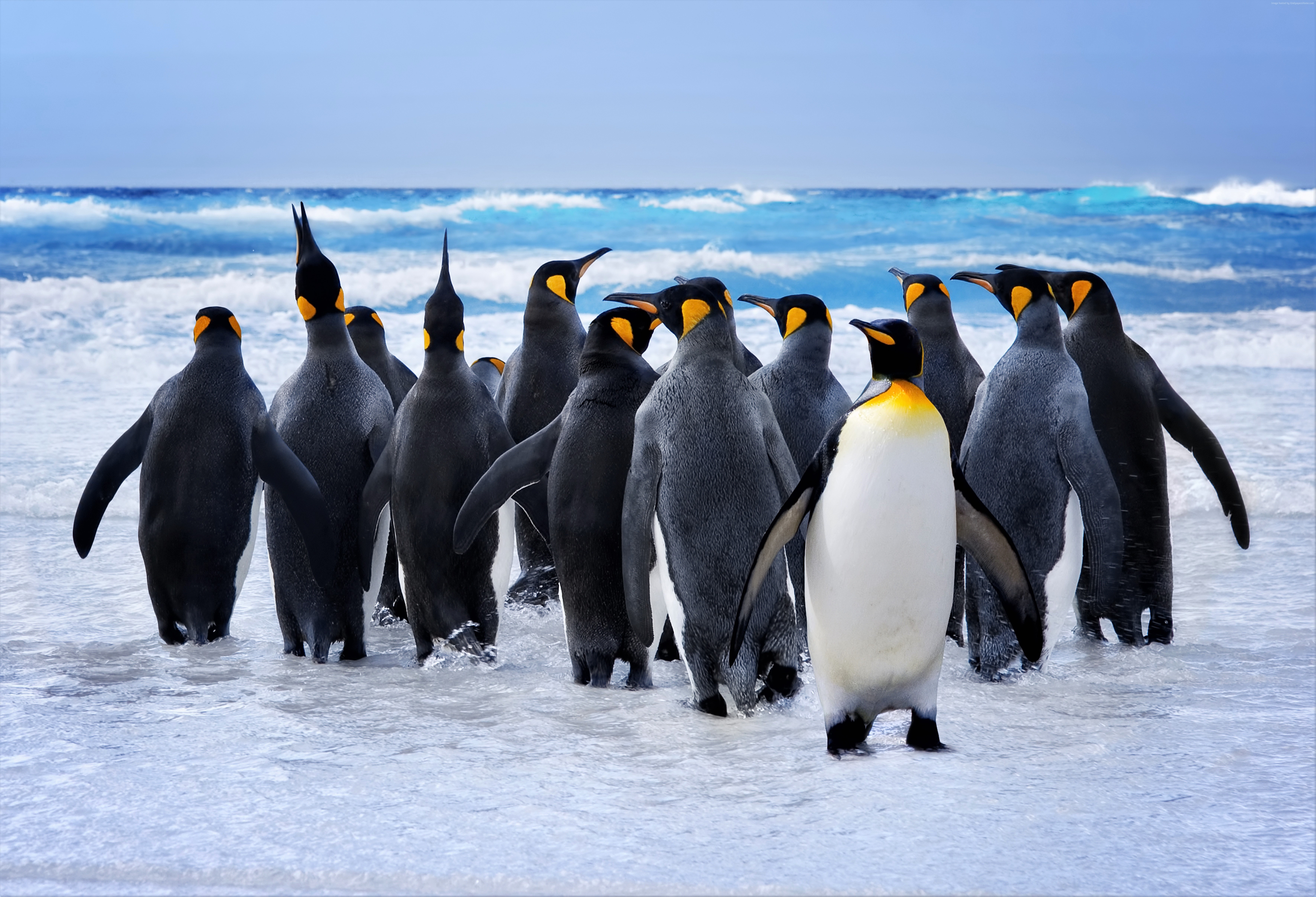 Ultra HD King Penguin wallpaper
