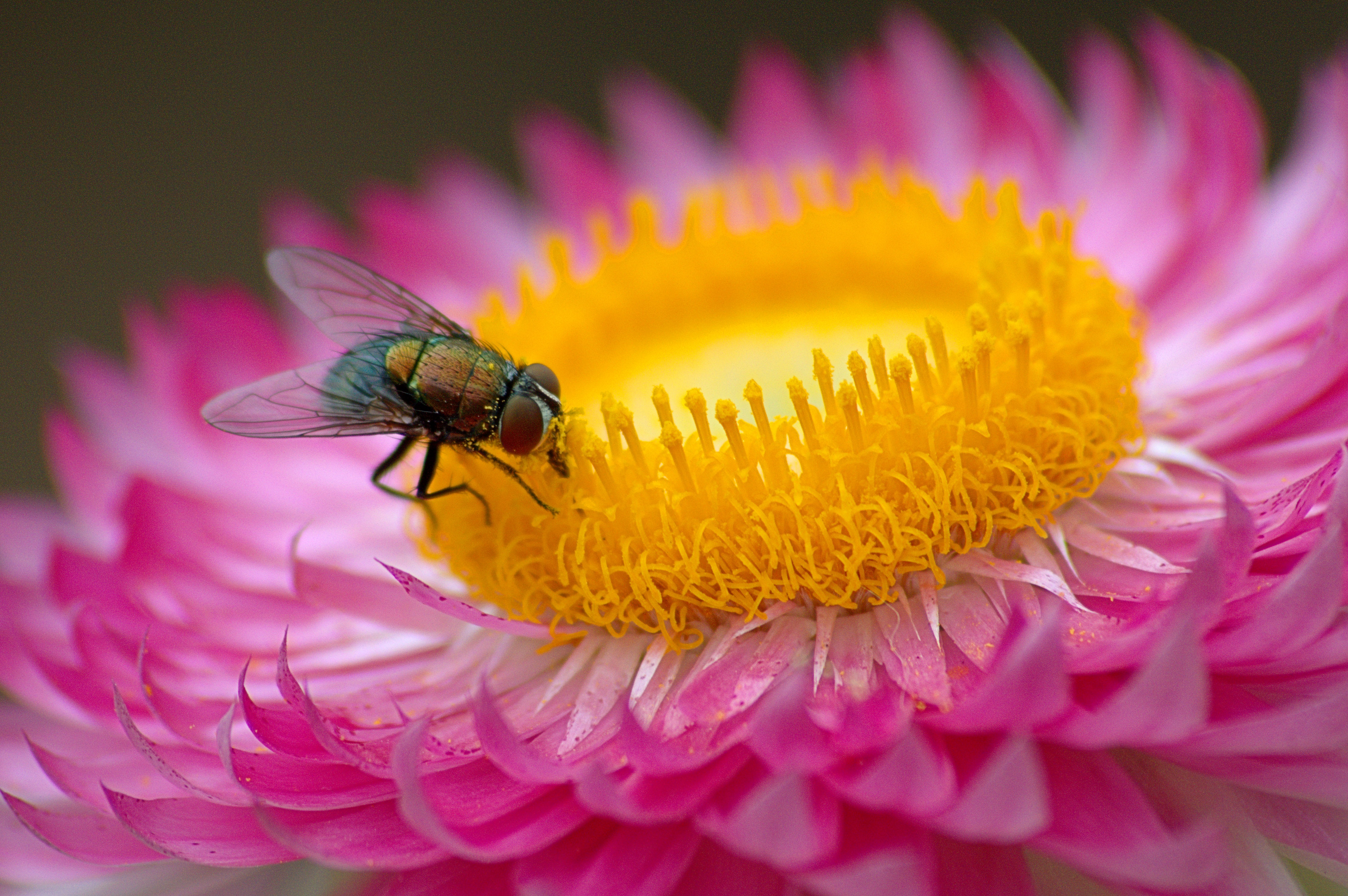 Laden Sie das Fliegen, Fliege, Blume, Makro, Rosa-Bild kostenlos auf Ihren PC-Desktop herunter