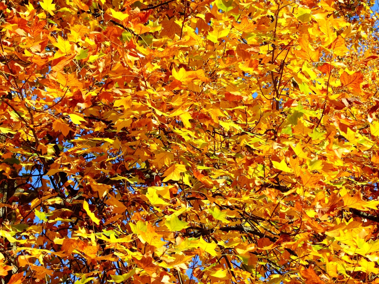 Скачать картинку Деревья, Растения, Осень, Листья в телефон бесплатно.