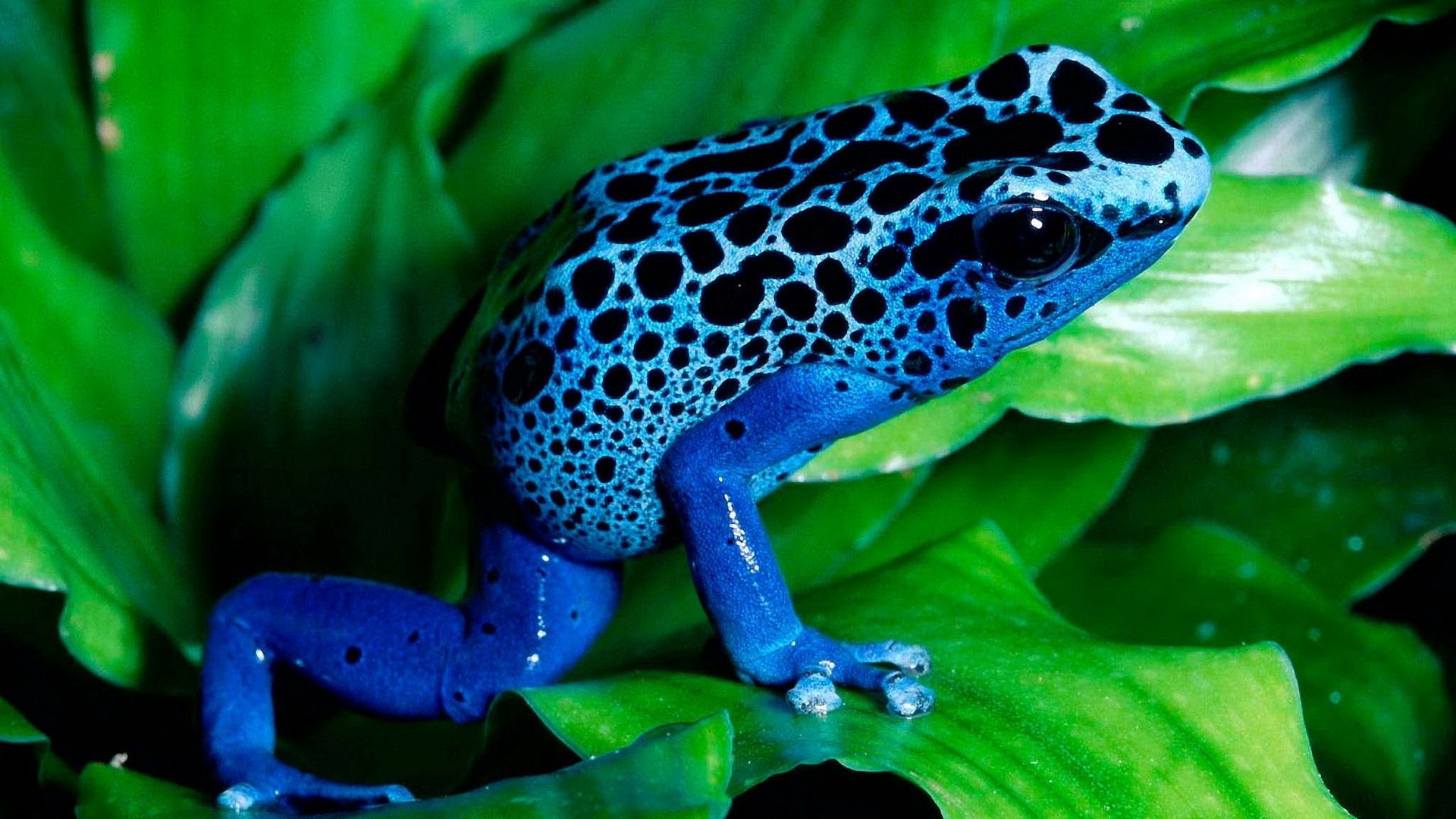 Free download wallpaper Animals, Leaves, Color, Frog on your PC desktop