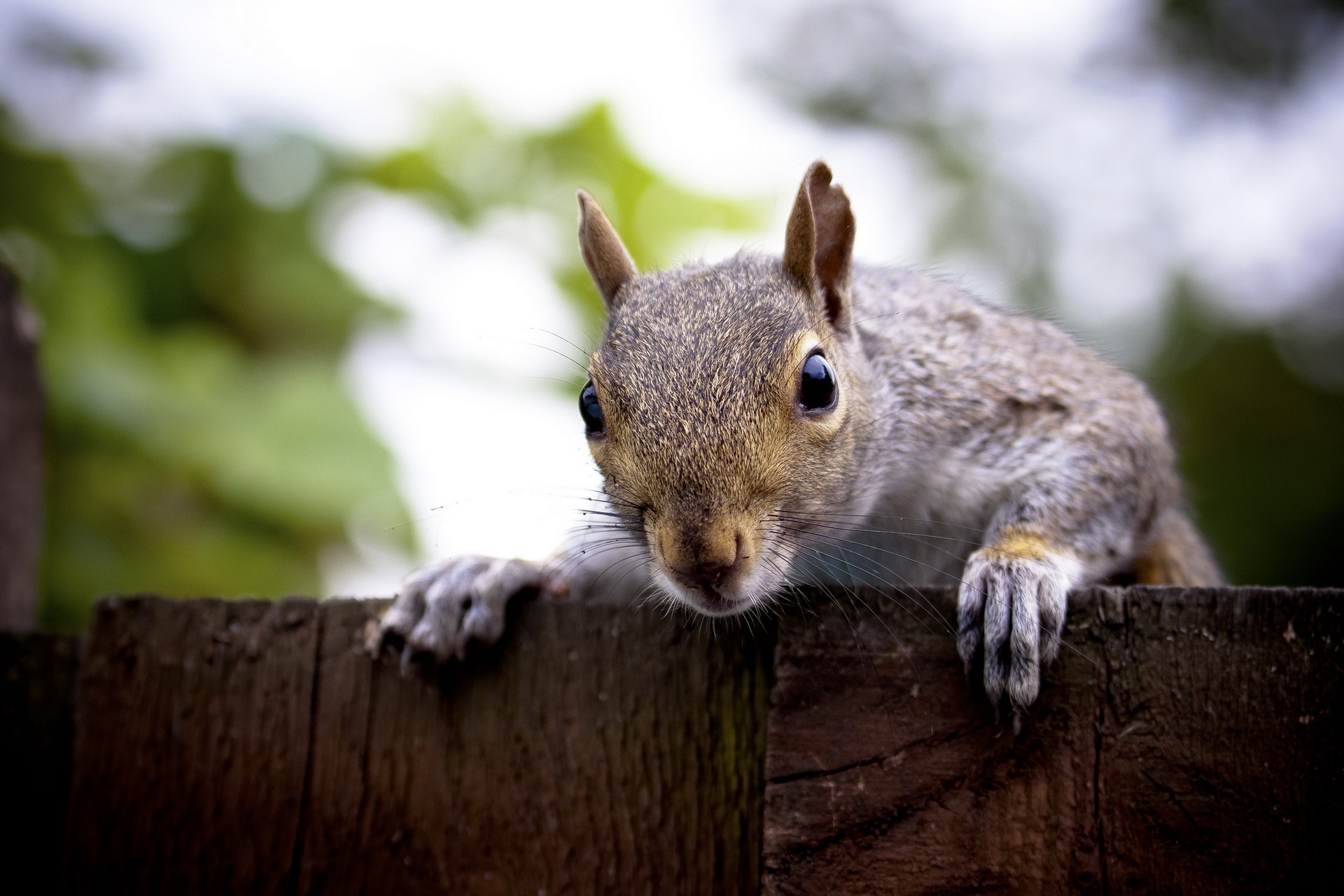 animals, squirrel, muzzle, peek out, look out wallpaper for mobile