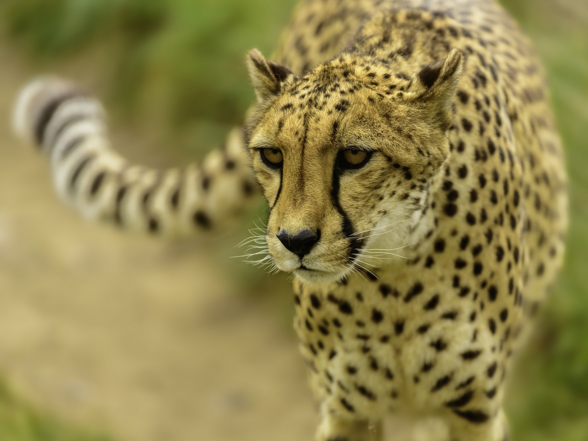 blur, cheetah, smooth, animals, muzzle mobile wallpaper