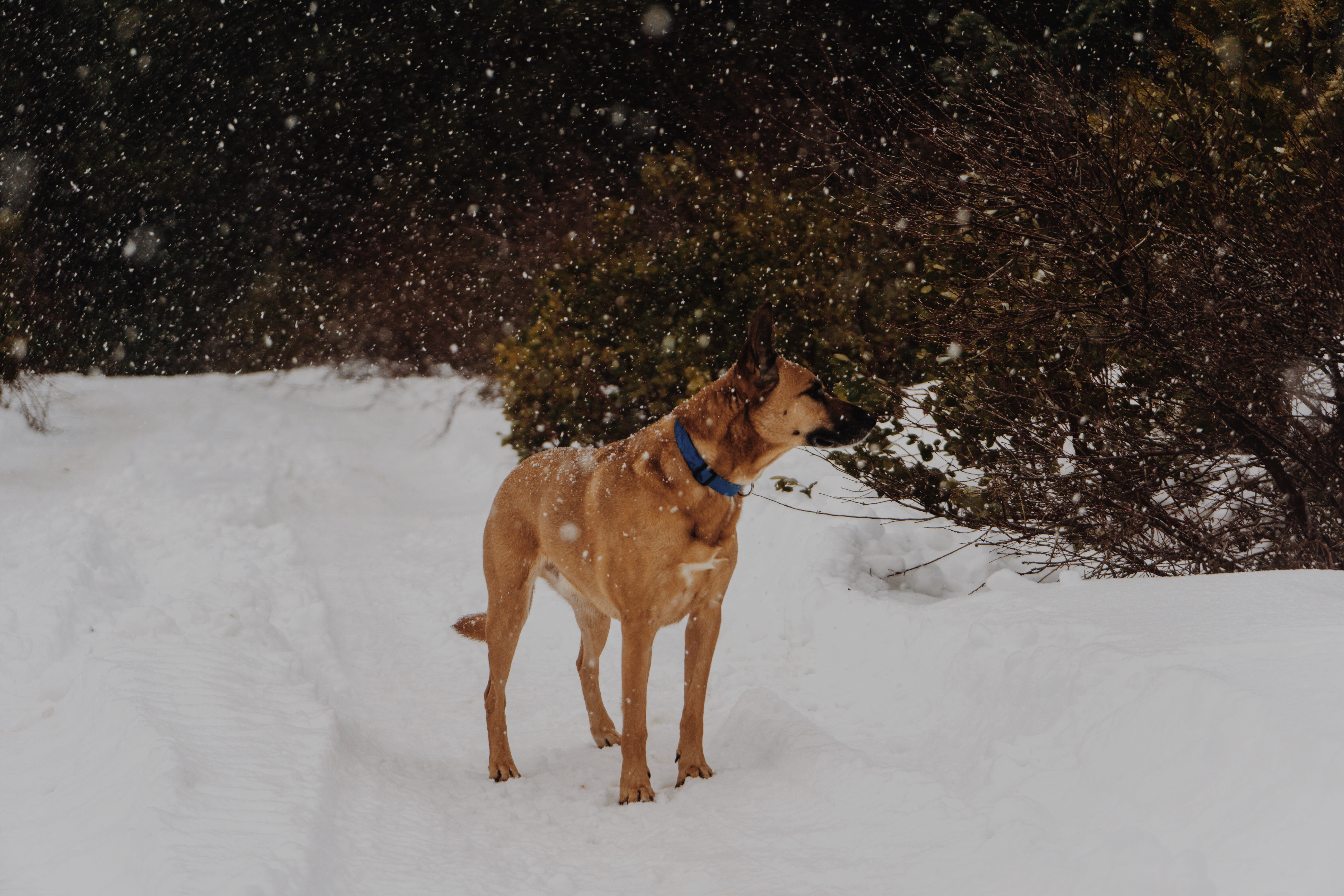 Download mobile wallpaper Dog, Stroll, Animals, Snowfall for free.