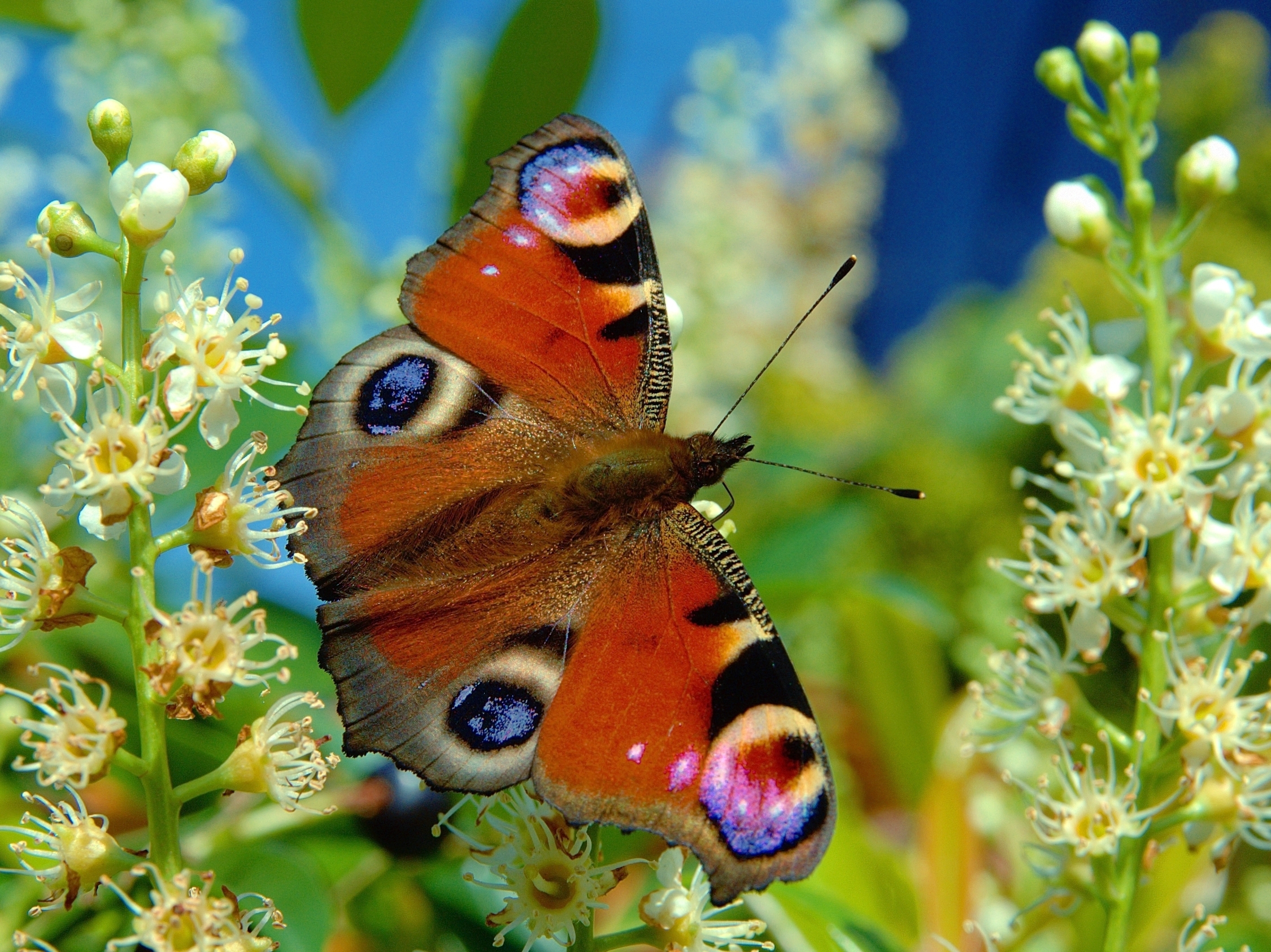 Бабочки картинки окружающий мир. Павлиний глаз. Бабочка. Красивые бабочки. Бабочки картинки.