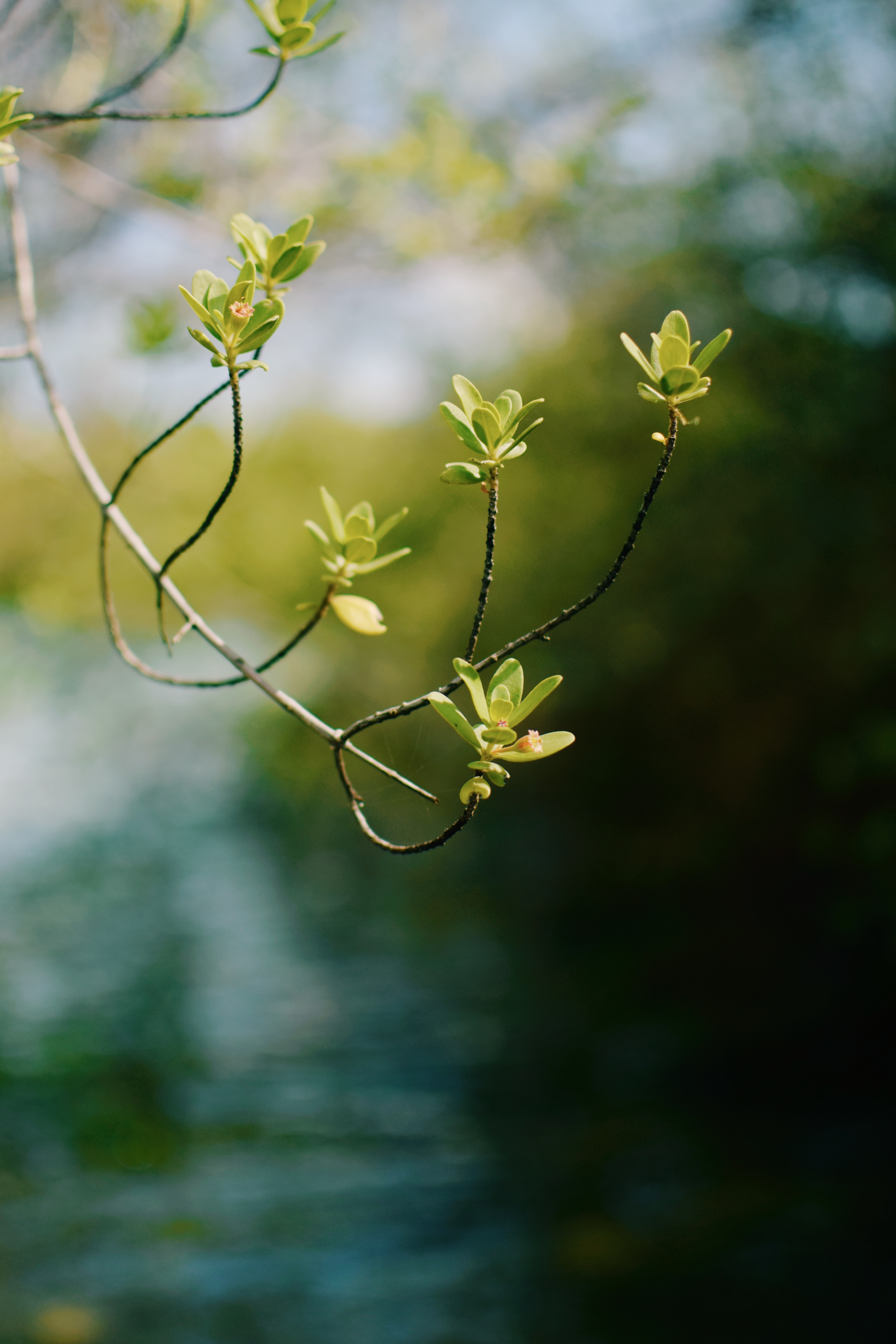 branch, nature, smooth, blur, leaves, focus Aesthetic wallpaper