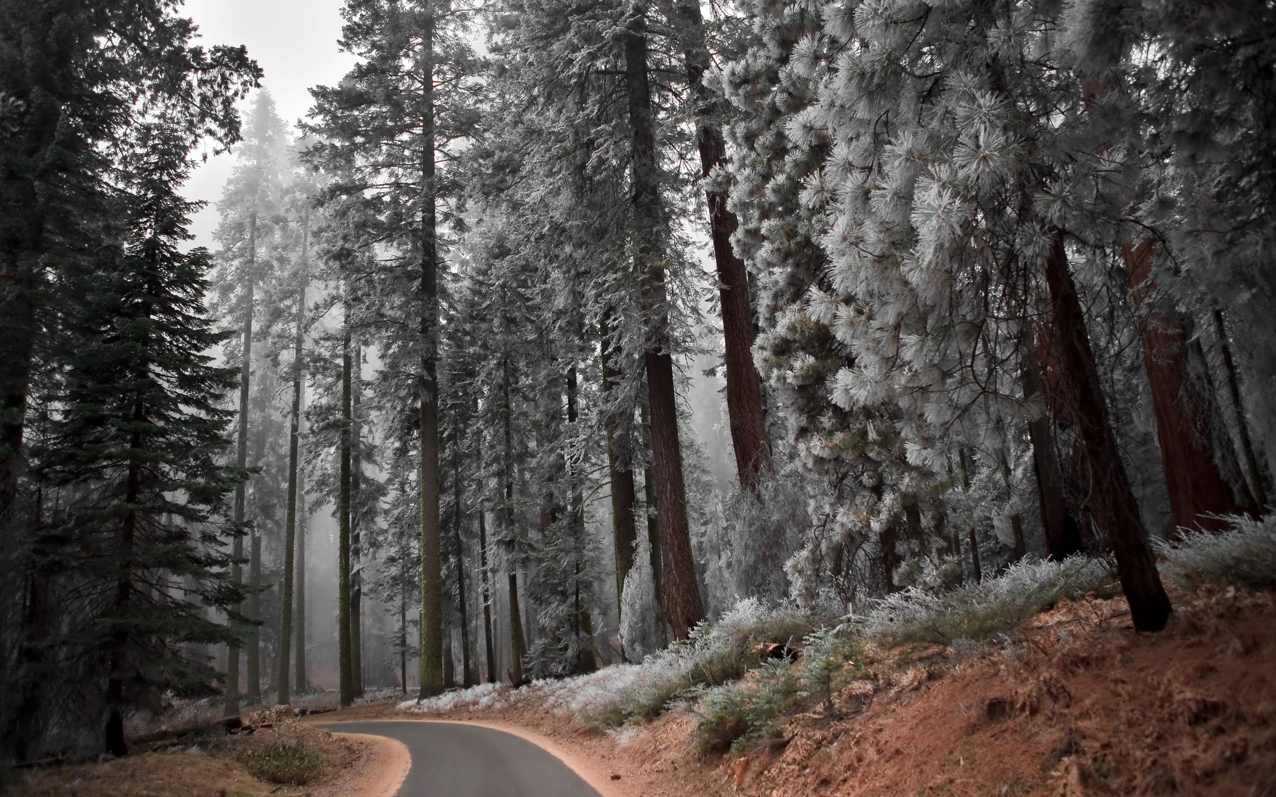 slope, frost, nature, pine, asphalt, silence, hoarfrost, descent, track download HD wallpaper
