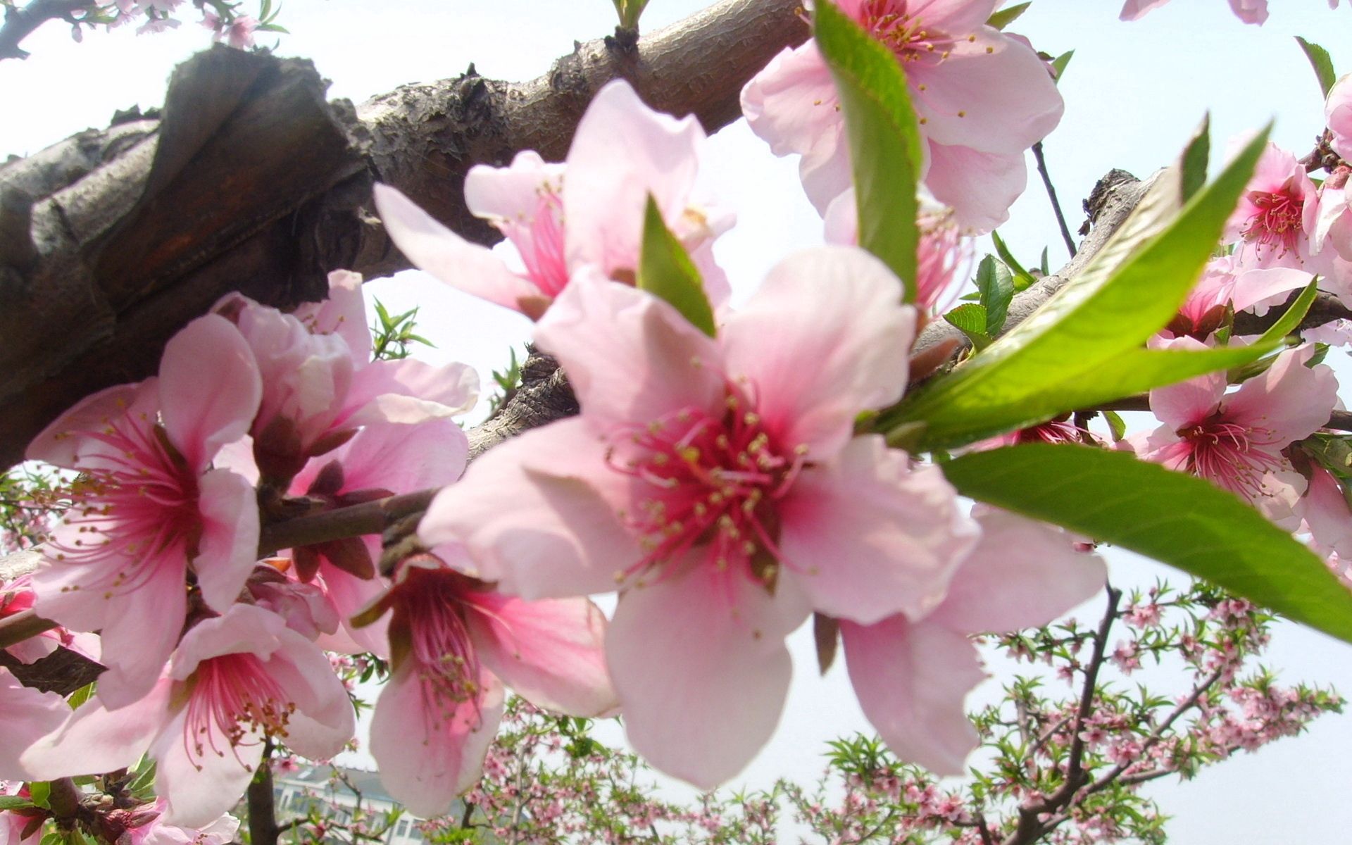 Laden Sie das Ast, Frühling, Blumen, Holz, Baum, Blühen, Blühenden, Zweig, Nahansicht, Nahaufnahme-Bild kostenlos auf Ihren PC-Desktop herunter