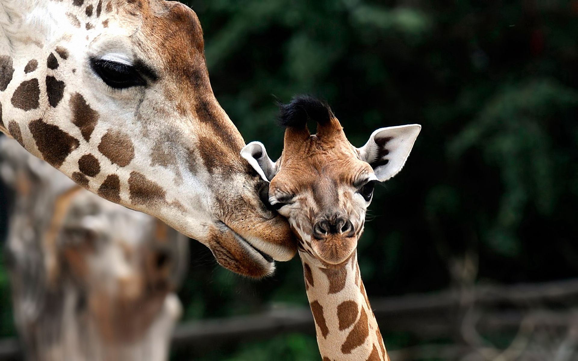 Free download wallpaper Young, Muzzle, Spotted, Spotty, Joey, Giraffe, Animals on your PC desktop