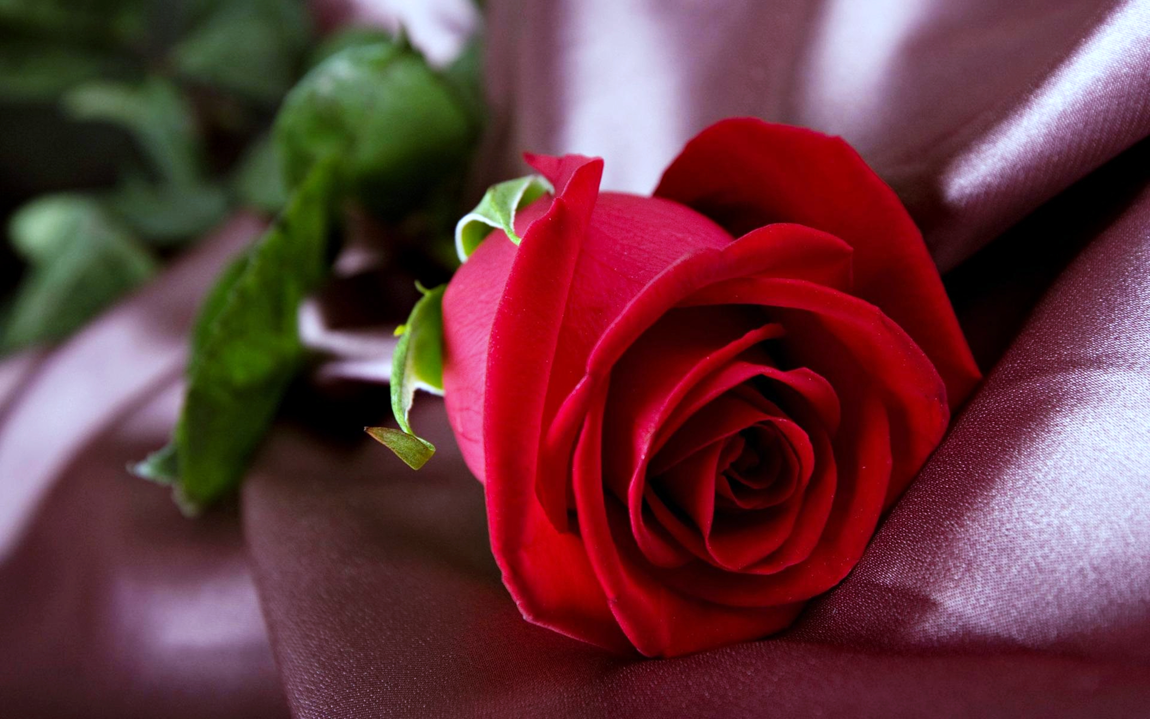 356859 завантажити шпалери червона троянда, червона квітка, весна, земля, роза, квітка, флауерзи - заставки і картинки безкоштовно