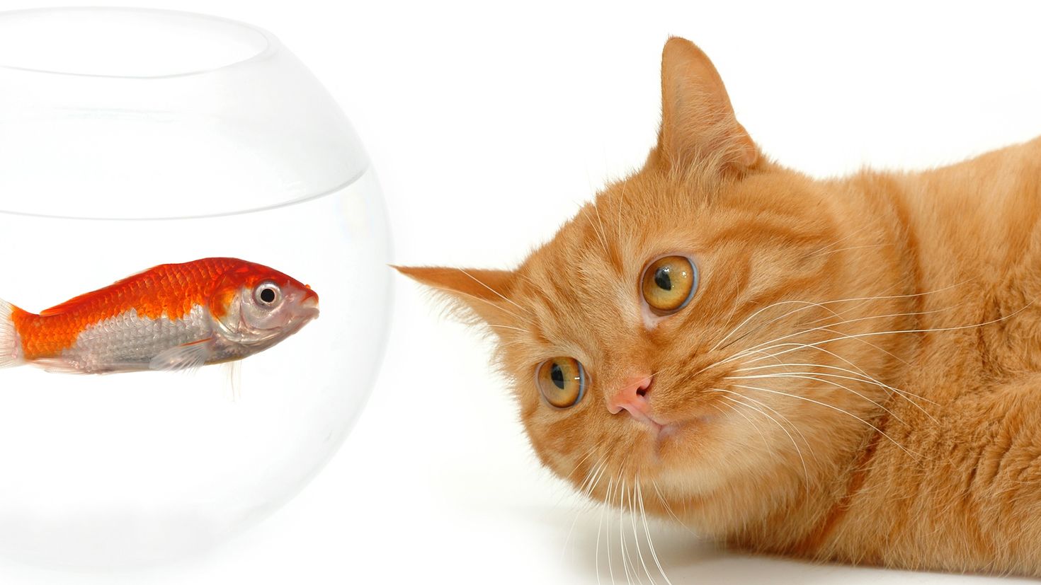 Кошечка рыбка. Кот с рыбой. Рыбки для кошек. Кот и рыбка в аквариуме. Рыжий кот с рыбой.
