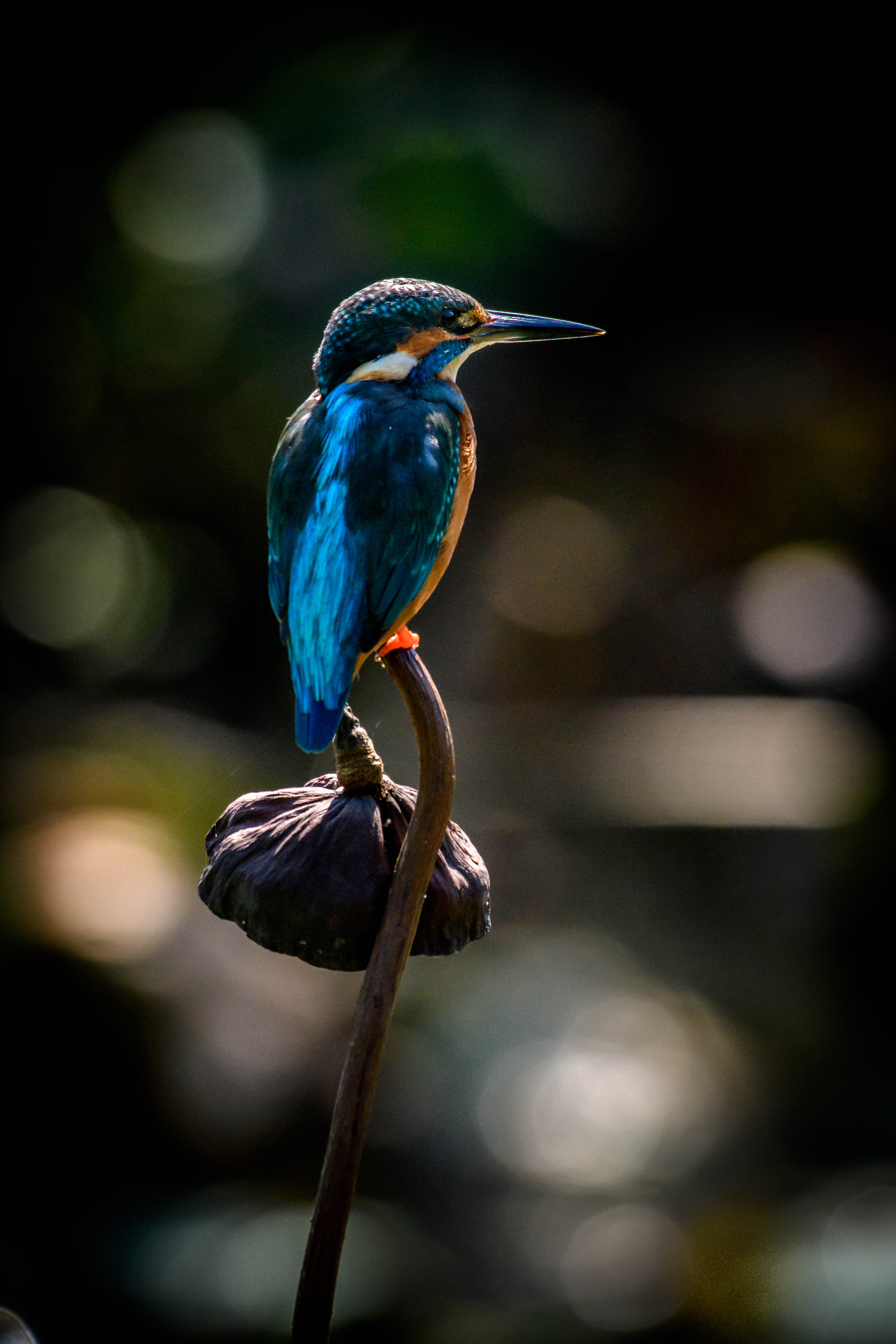 flower, animals, bird, beak, kingfisher High Definition image