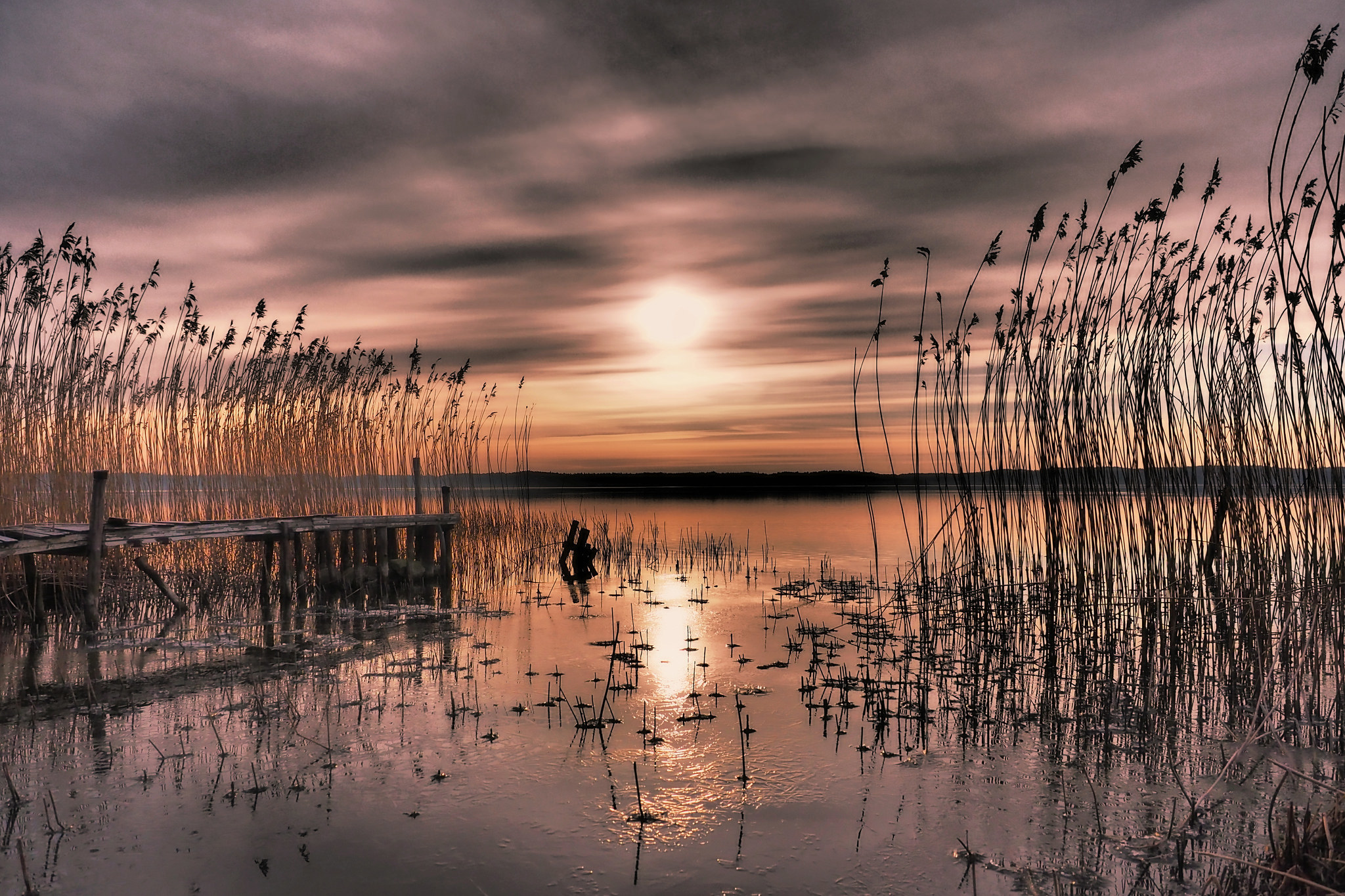 sweden, earth, sunset, bay, plant, reed