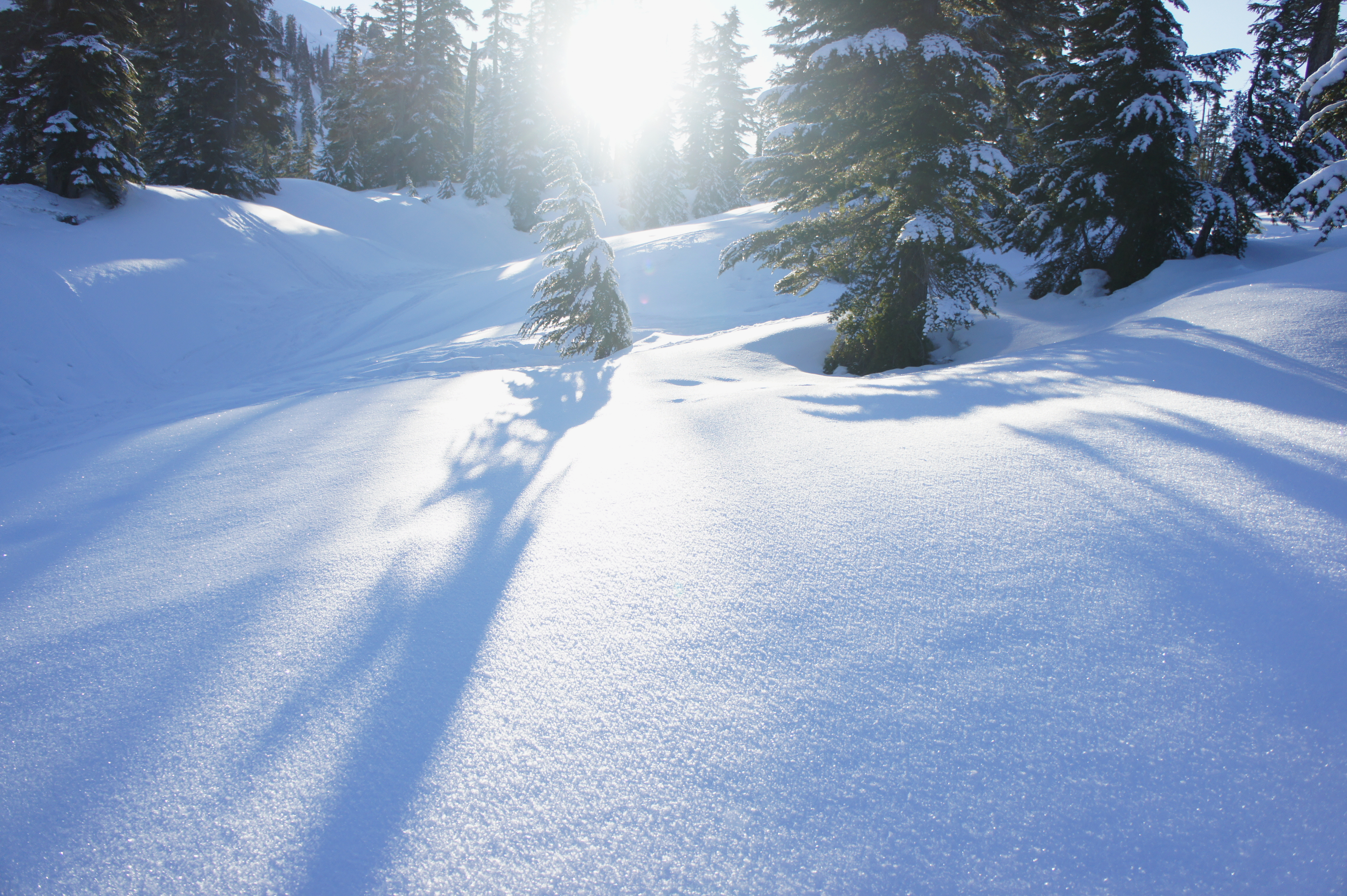nature, winter, trees, snow, drifts, sunlight 32K