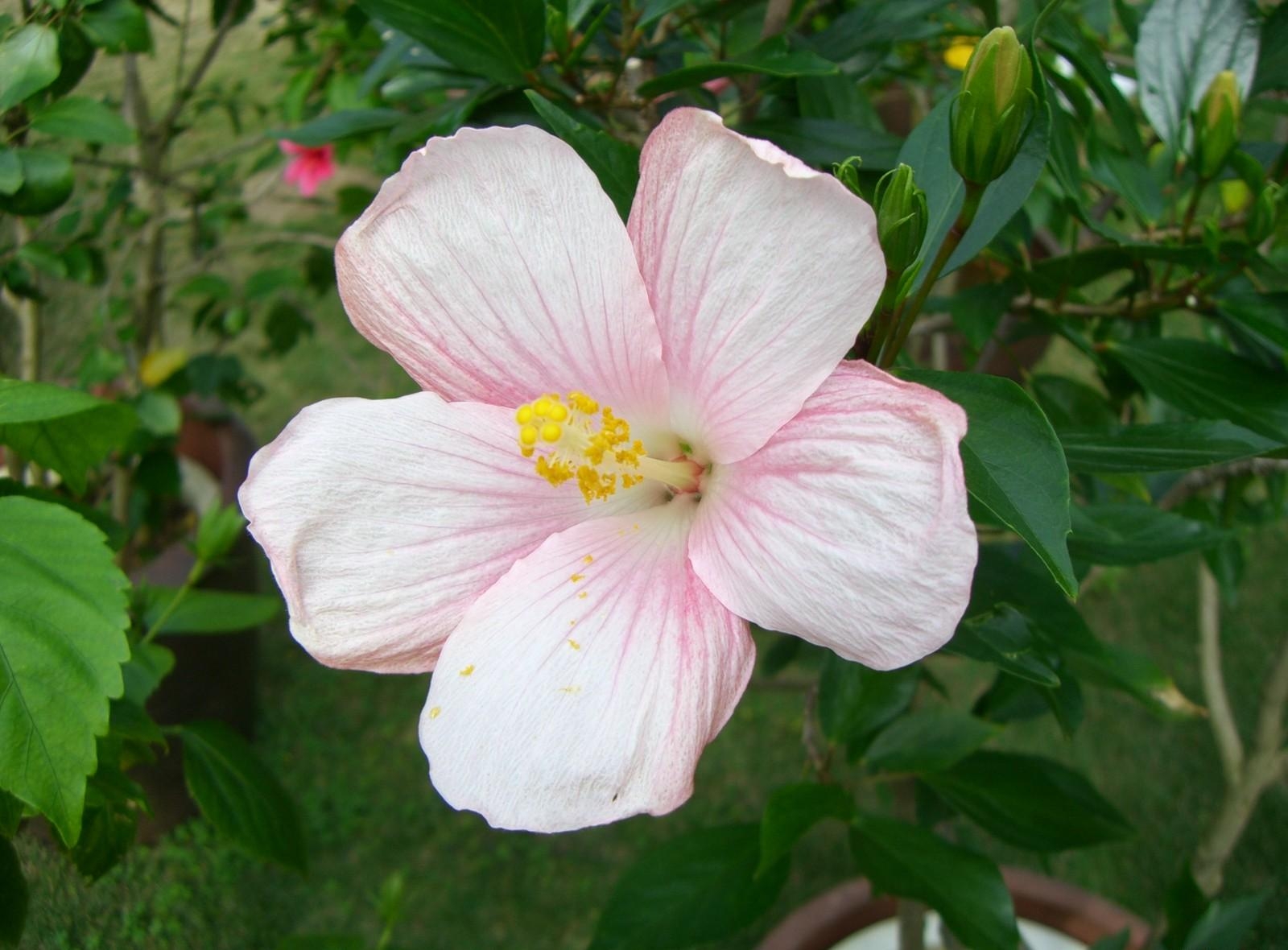134362壁紙のダウンロードフラワーズ, ピンク, つぼみ, 蕾, 咲く, 開花, 入札, 柔らかい, ハイビスカス-スクリーンセーバーと写真を無料で