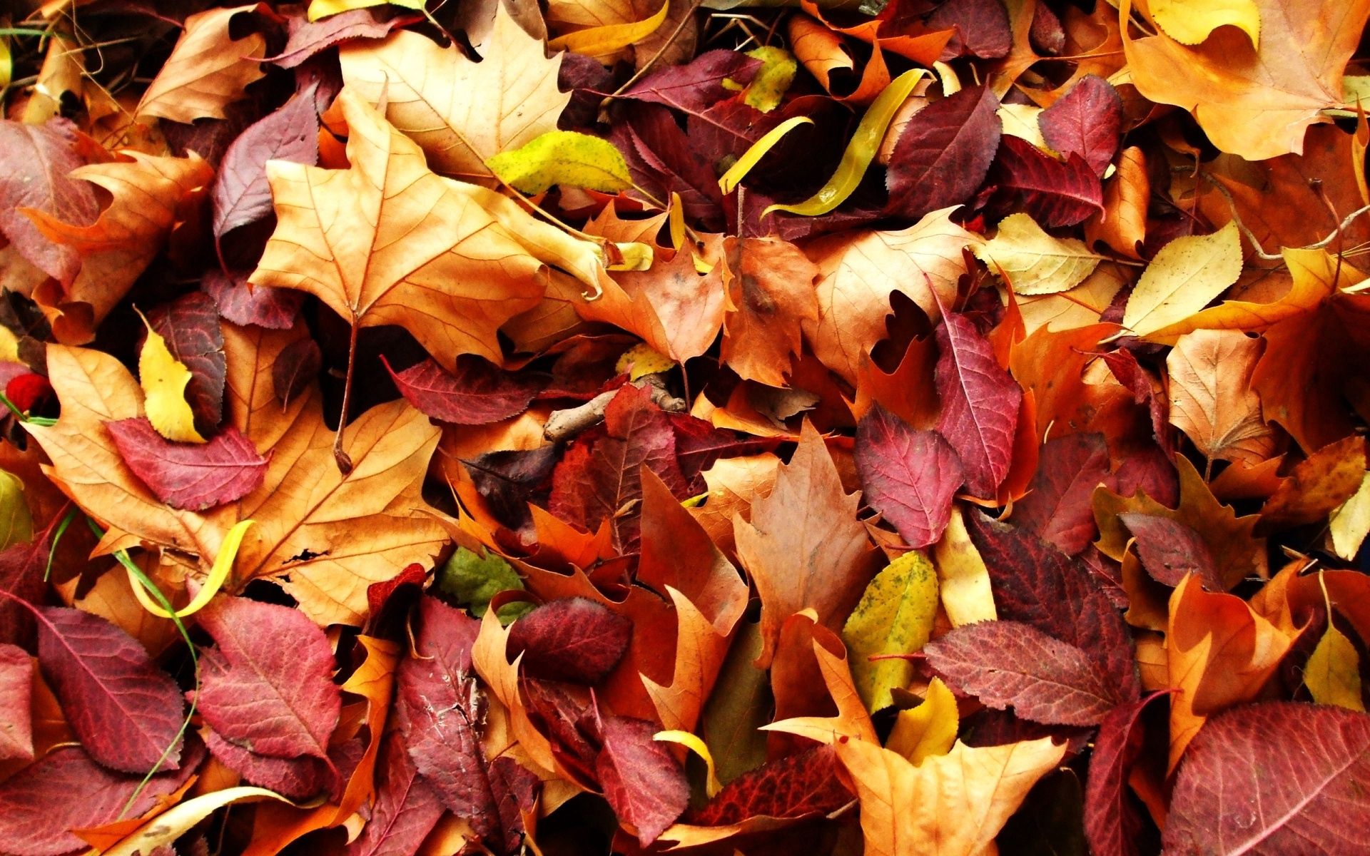 Handy-Wallpaper Blätter, Natur, Gefallen, Herbst kostenlos herunterladen.