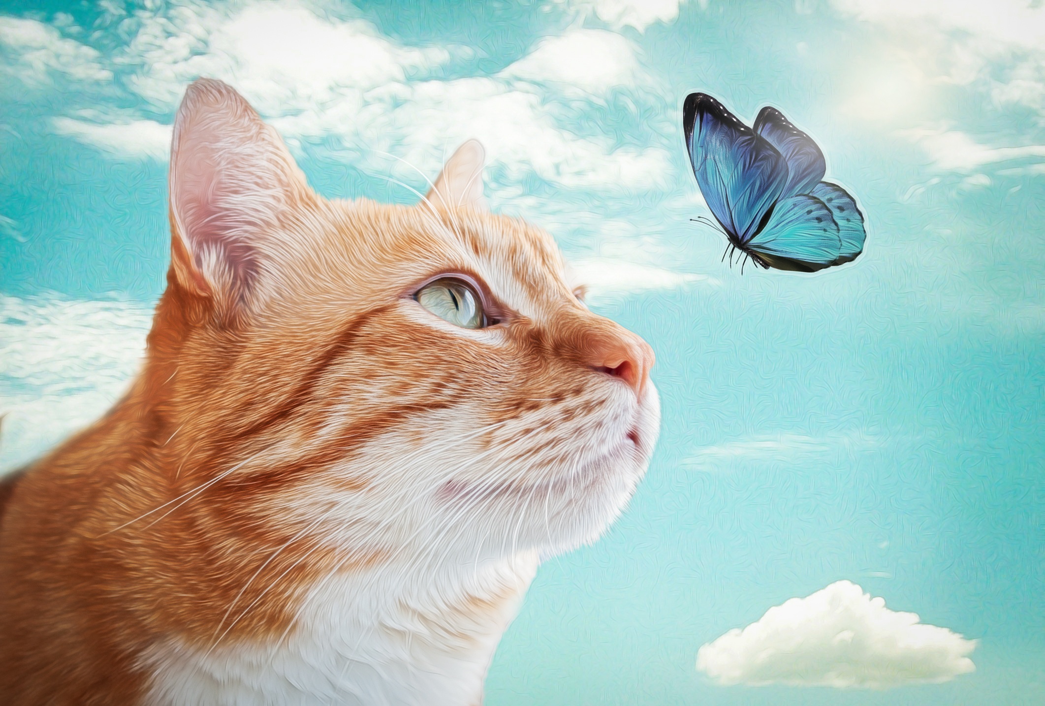 Кот с бабочкой на носу