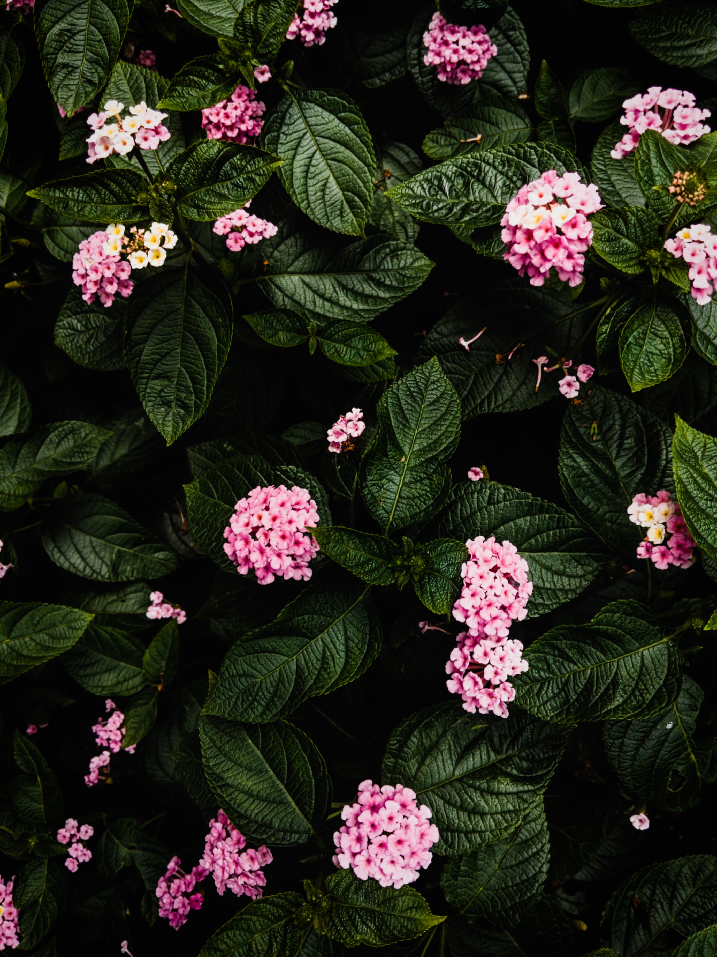 Laden Sie das Bush, Busch, Blumen, Hortensie, Rosa, Pflanze-Bild kostenlos auf Ihren PC-Desktop herunter