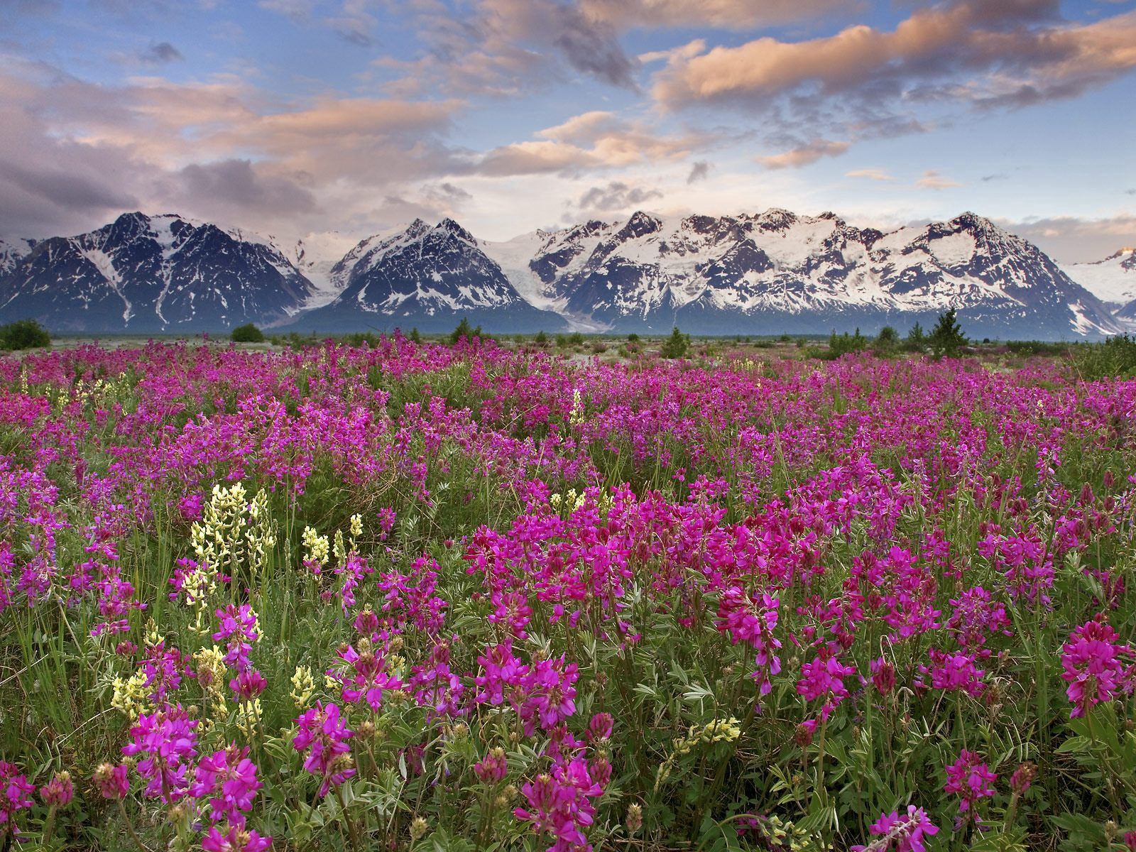 Free download wallpaper Nature, Flowers, Clouds, Pink, Mountains, Field on your PC desktop