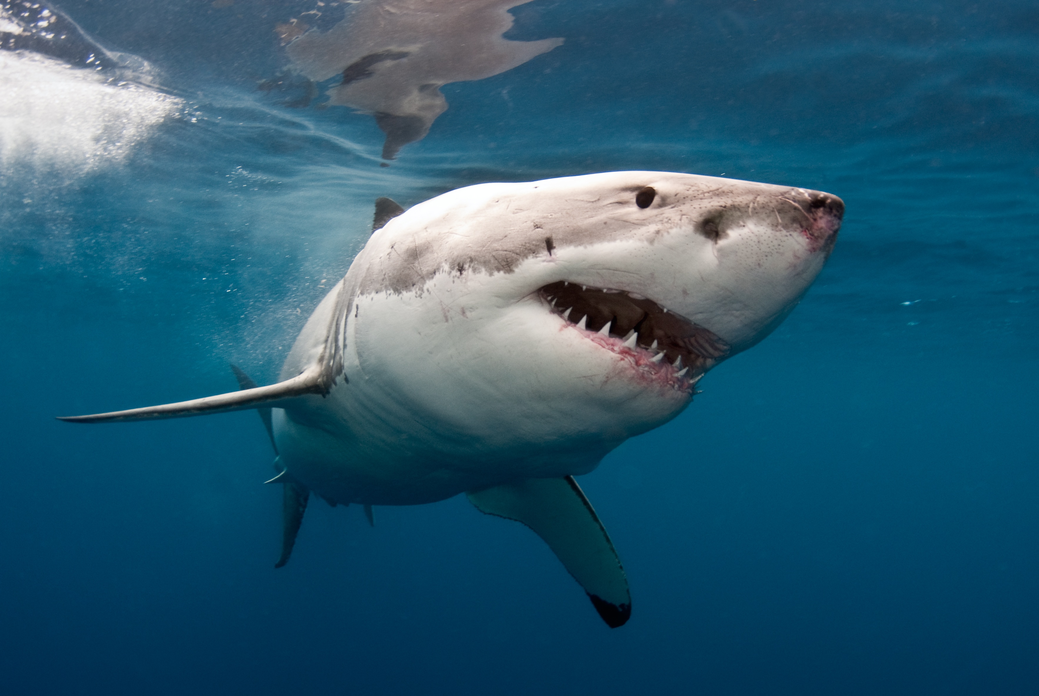 Cuál es el tiburón más peligroso del mundo
