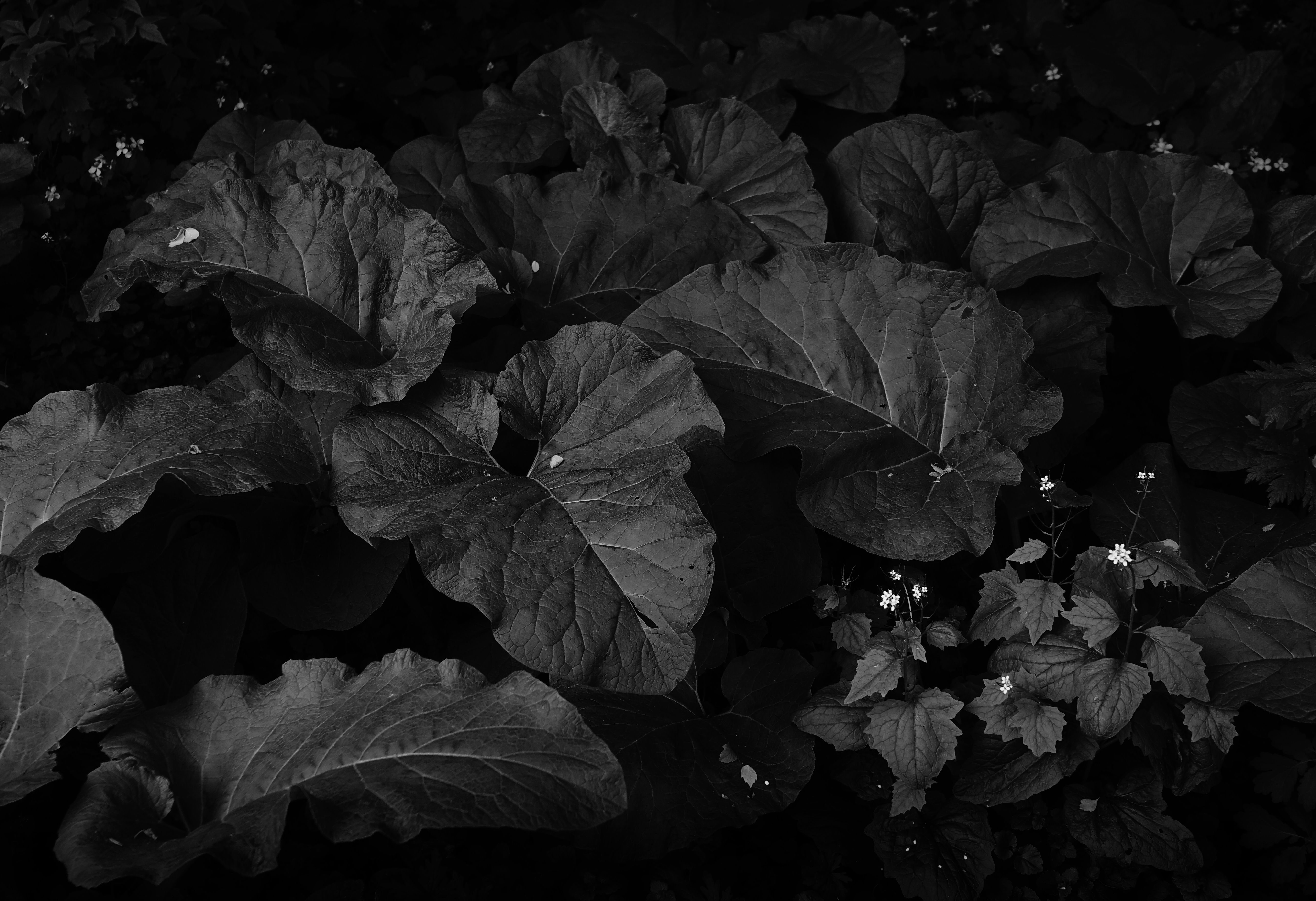 4 белых 1 черный. Черный лист. Эстетика черного. Темные листья черно-белые. Черная листва.