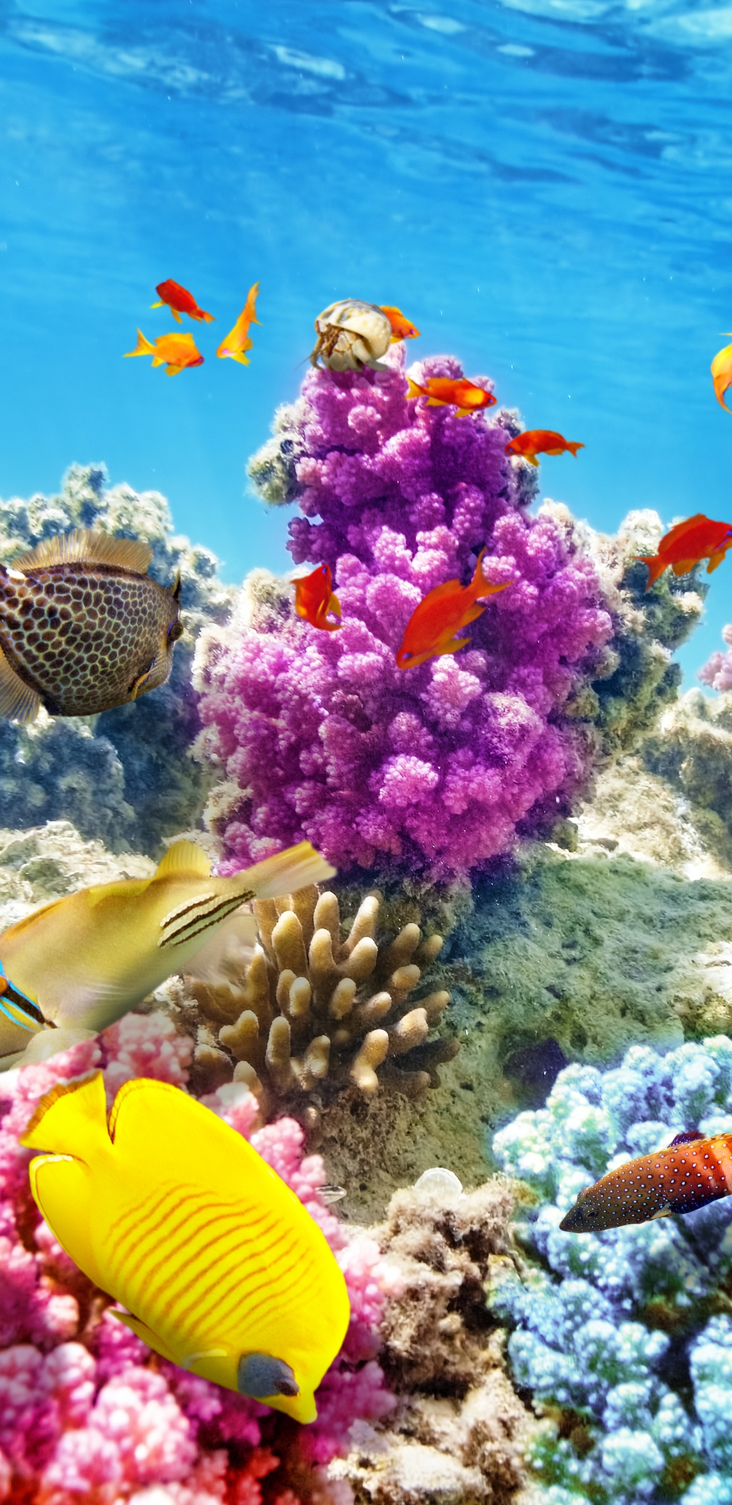 Full HD Wallpaper animal, fish, coral reef, underwater, ocean, fishes
