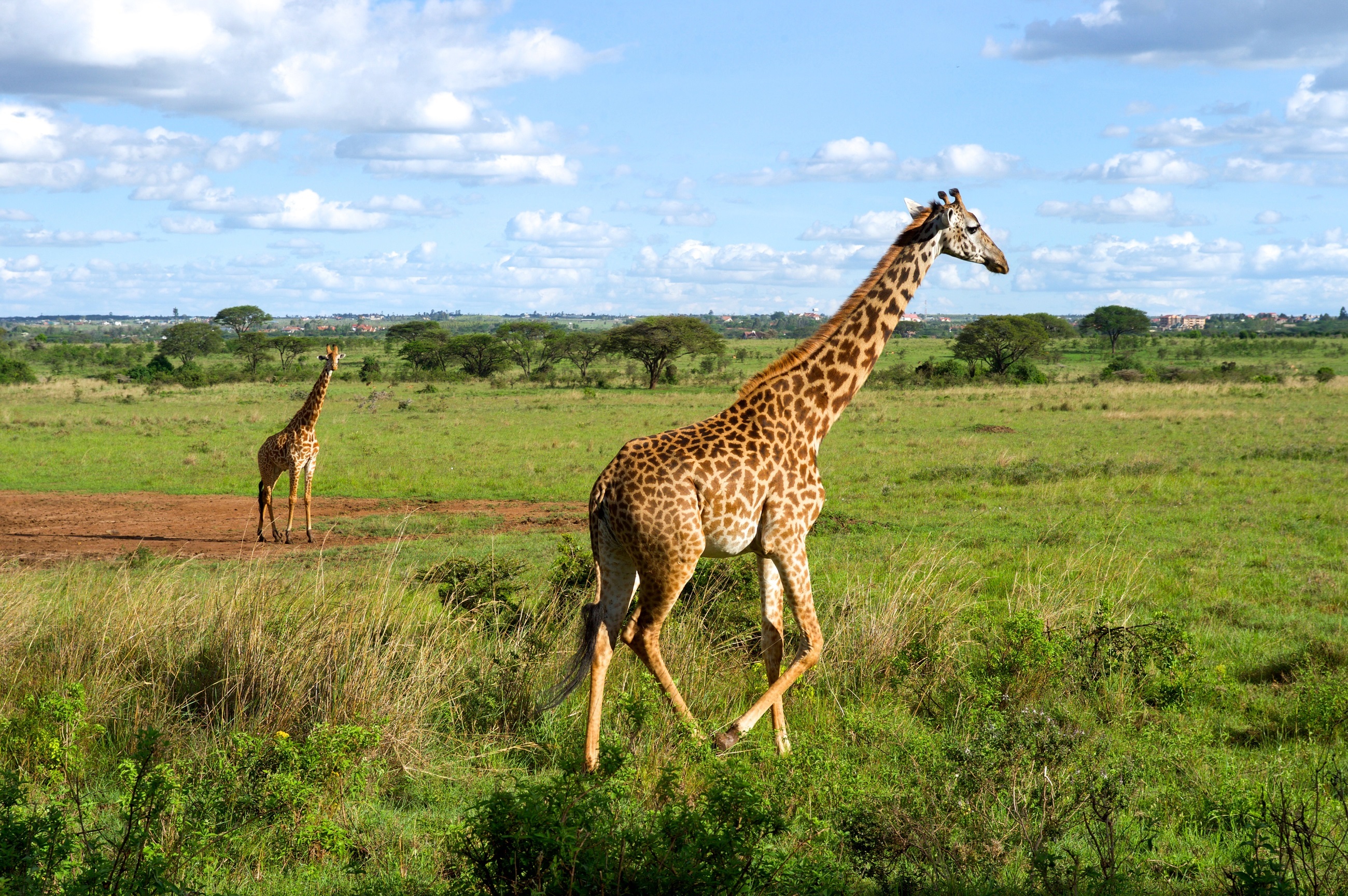 landscape, animal, giraffe, africa, mammal