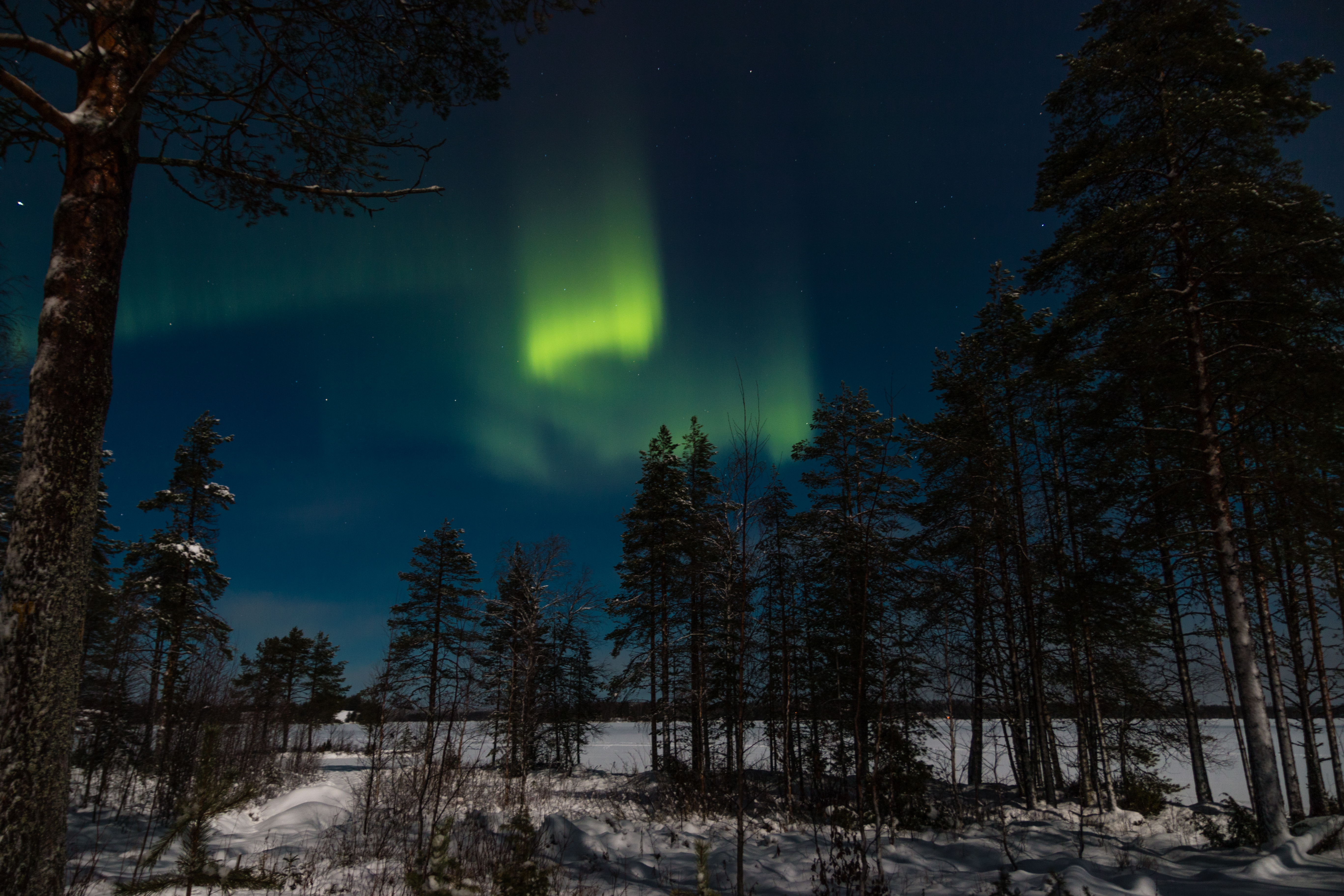 127726 Bild herunterladen winter, natur, bäume, sky, übernachtung, wald, nordlichter, aurora borealis, aurora - Hintergrundbilder und Bildschirmschoner kostenlos