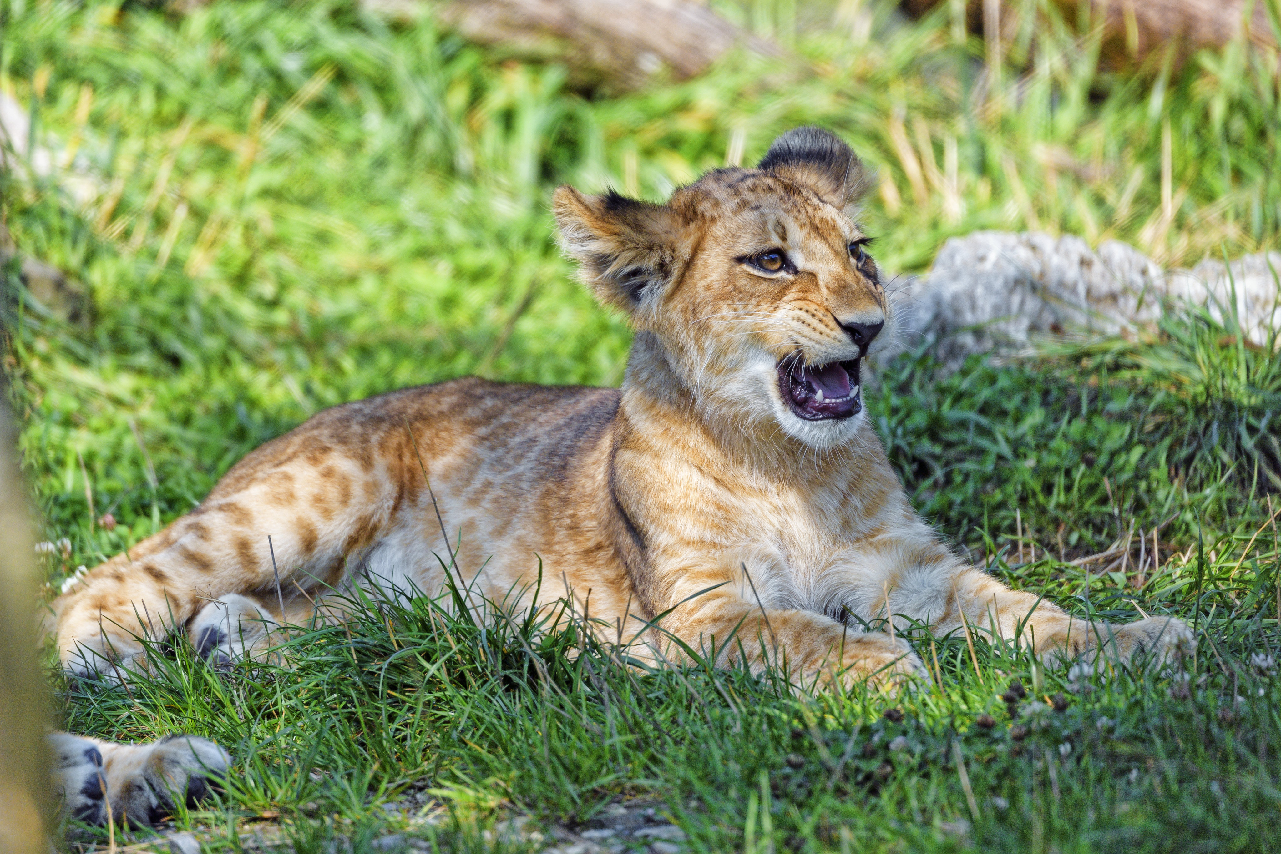 animals, young, lion, predator, sight, opinion, to fall, mouth, joey, lion cub UHD