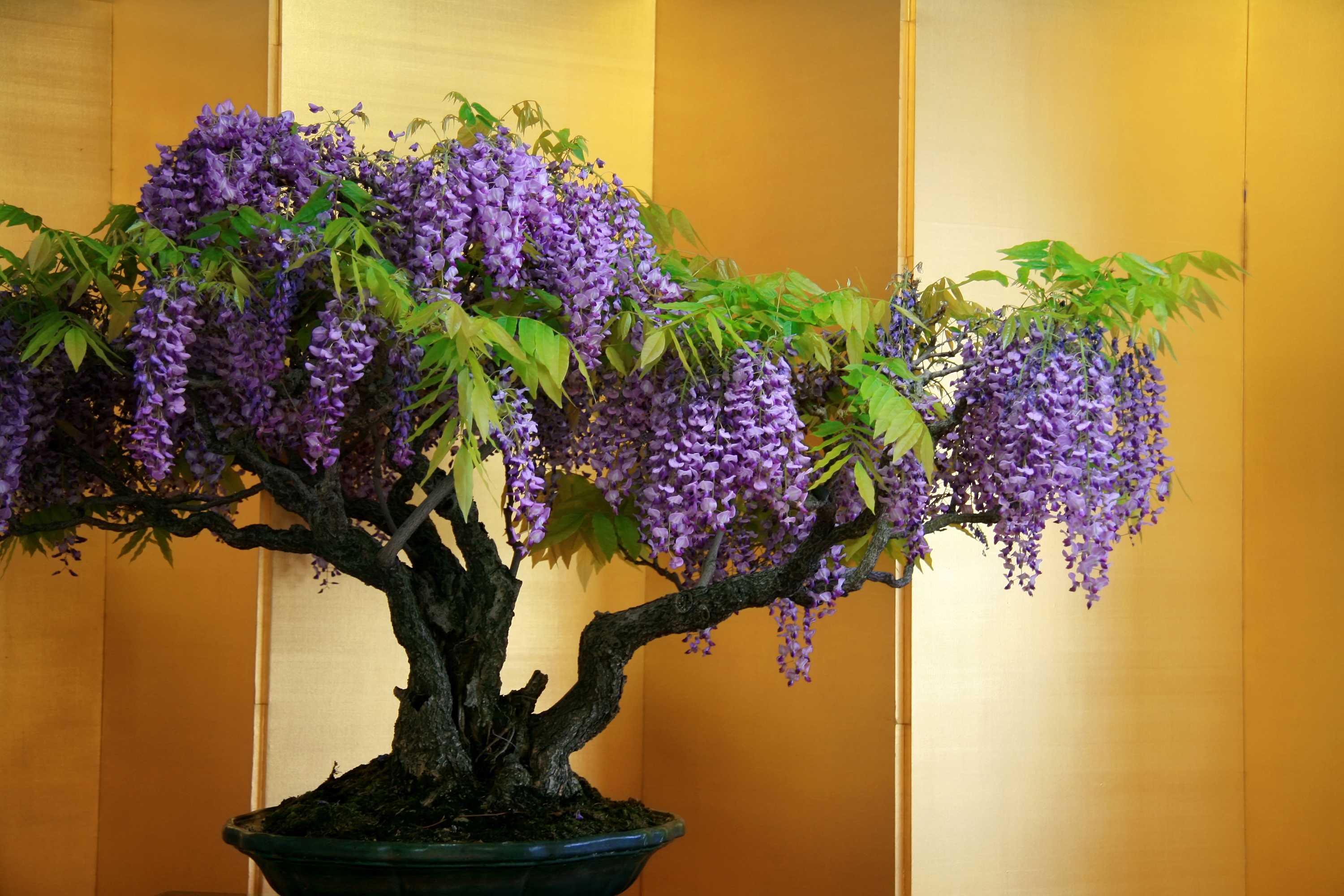 earth, wisteria, bonsai, flower, purple flower, tree, flowers