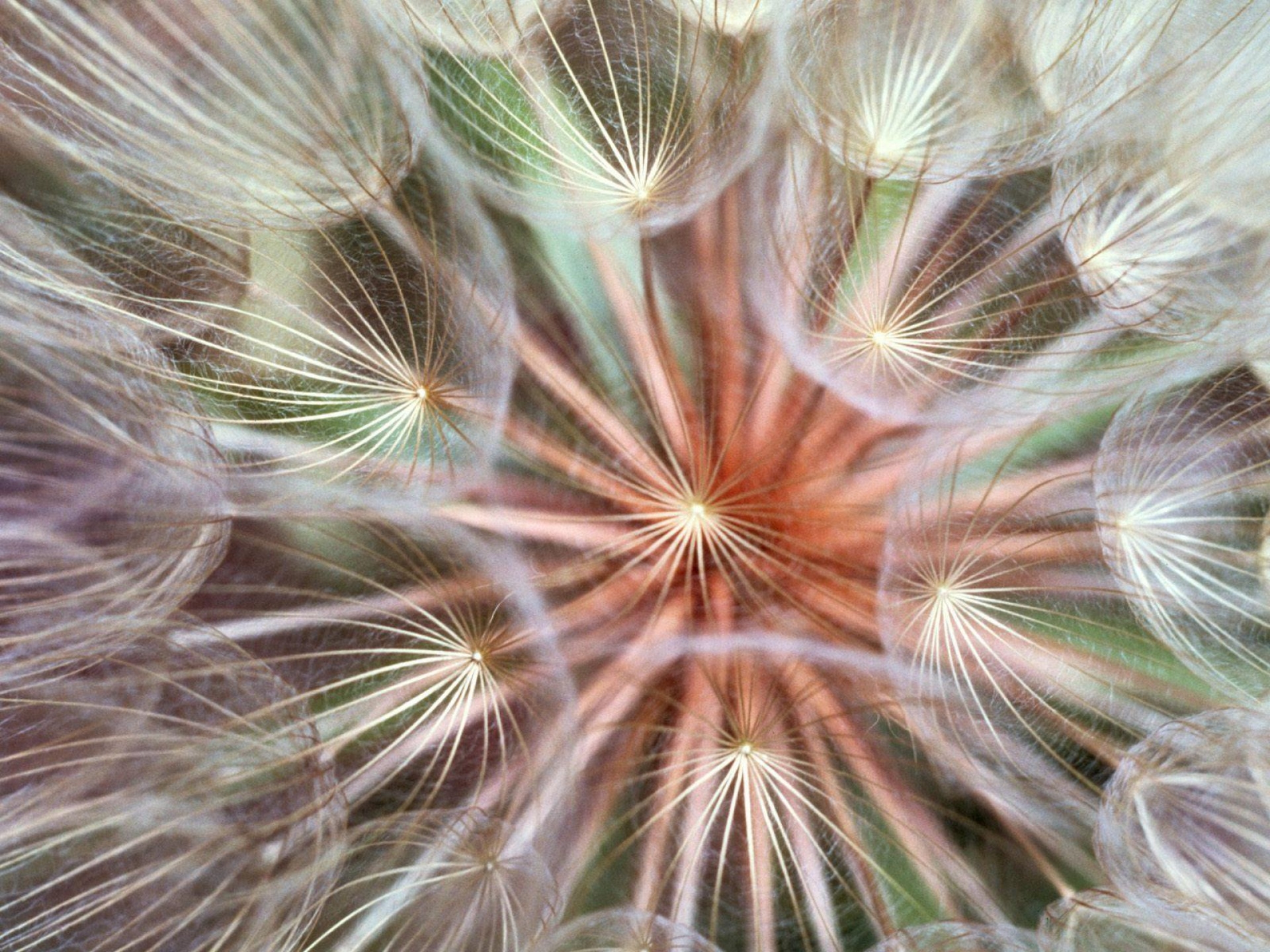 dandelion, flower, macro, fluff, fuzz, seeds, seed Smartphone Background