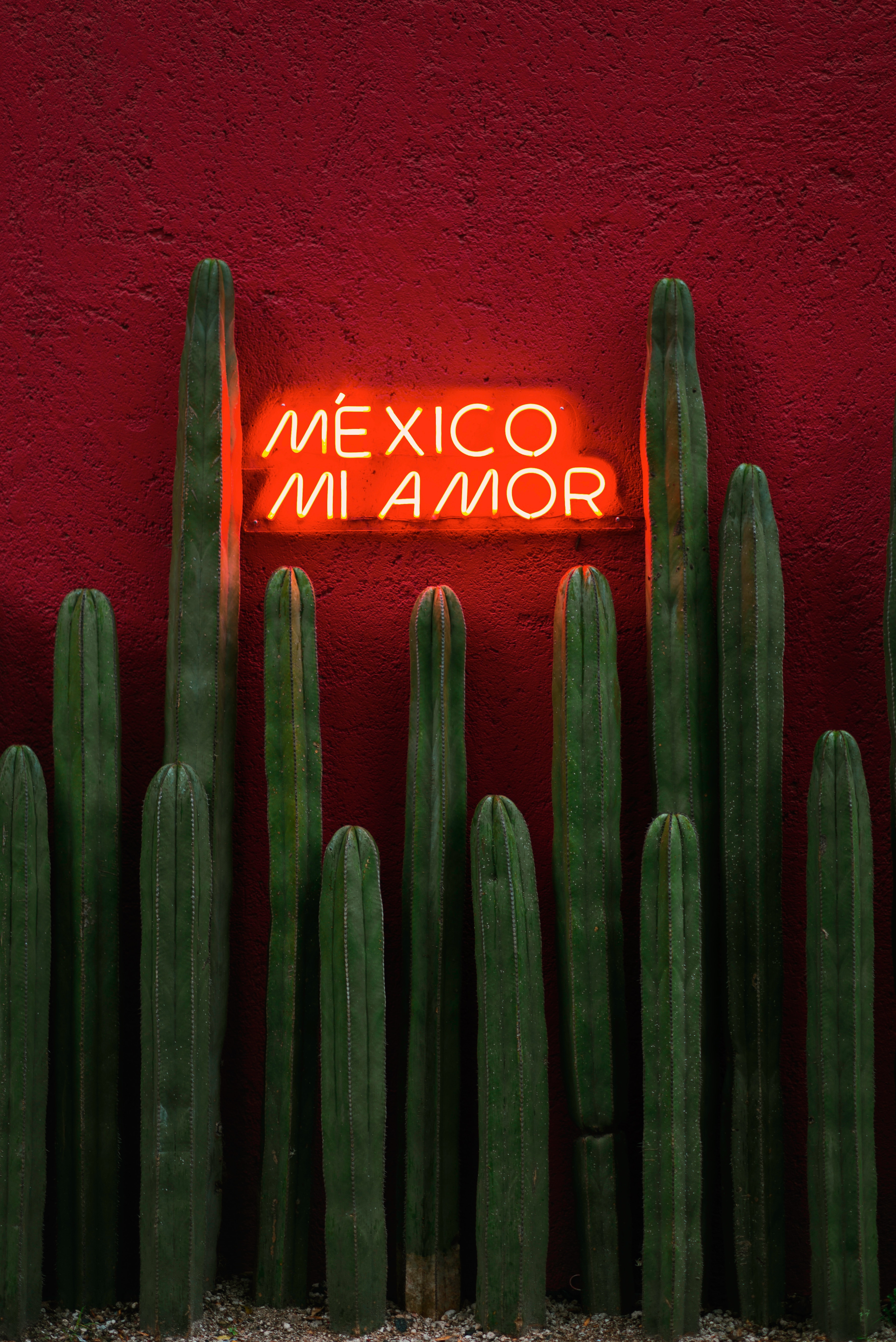 83091 baixar papel de parede cactus, vermelho, as palavras, palavras, néon, texto, sinal, signboard - protetores de tela e imagens gratuitamente