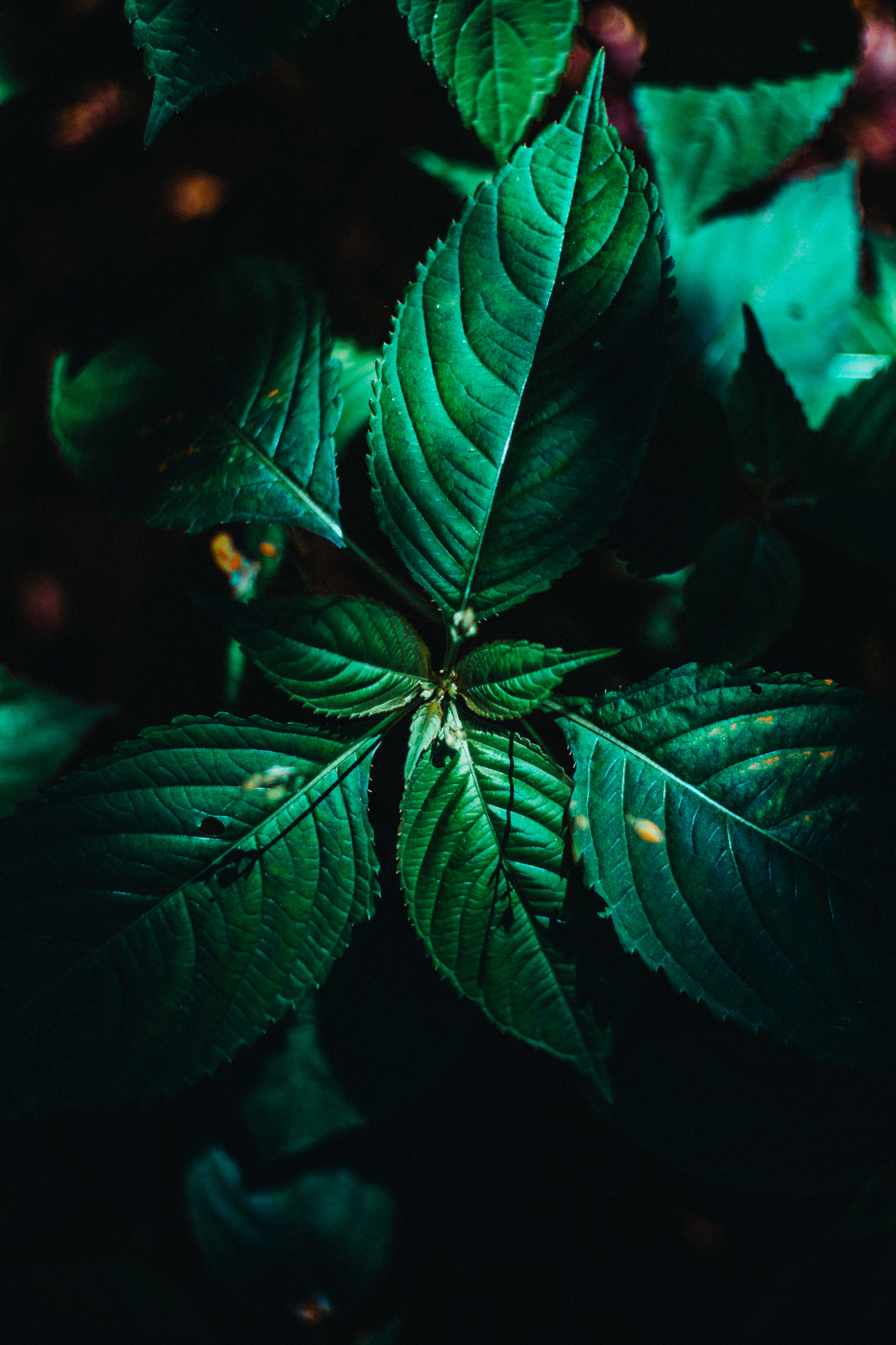 surface, leaves, macro, green, plant, veins 1080p