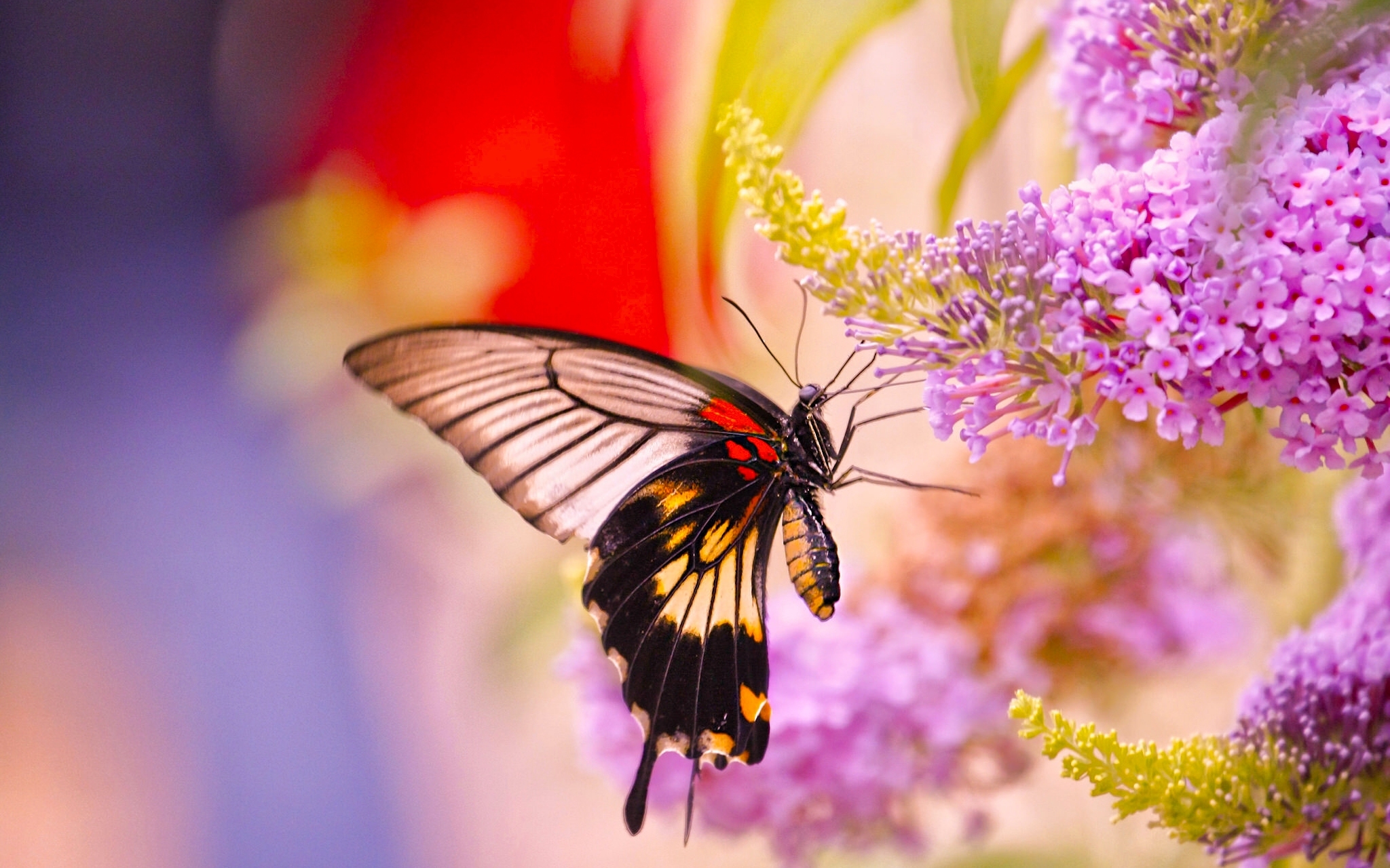 Обои на стол бабочки. Красивые бабочки. Бабочка на цветке. Яркие бабочки. Бабочки в цветах.