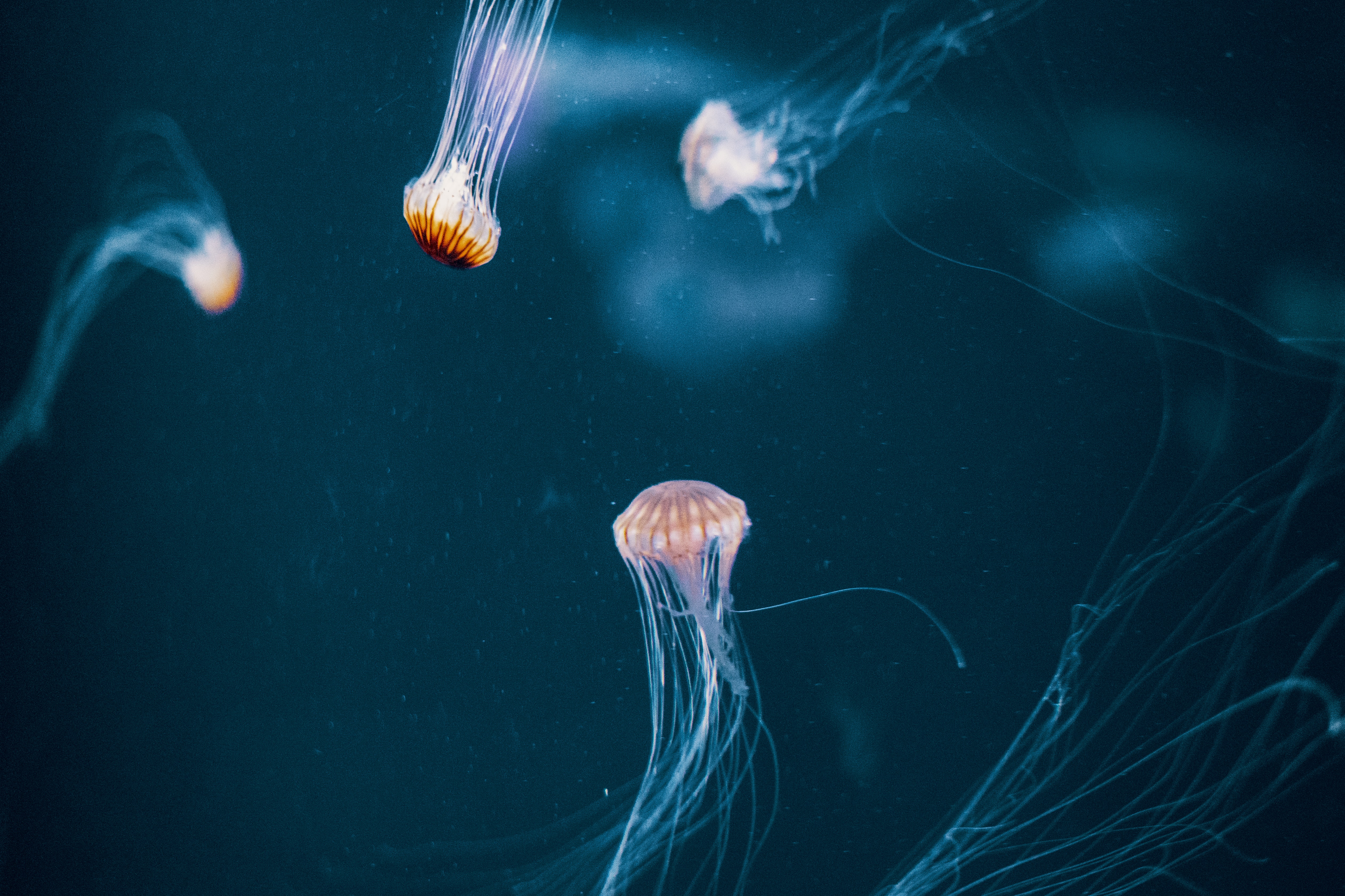 113048 télécharger l'image jellyfish, sombre, monde sous marin, tentacule - fonds d'écran et économiseurs d'écran gratuits