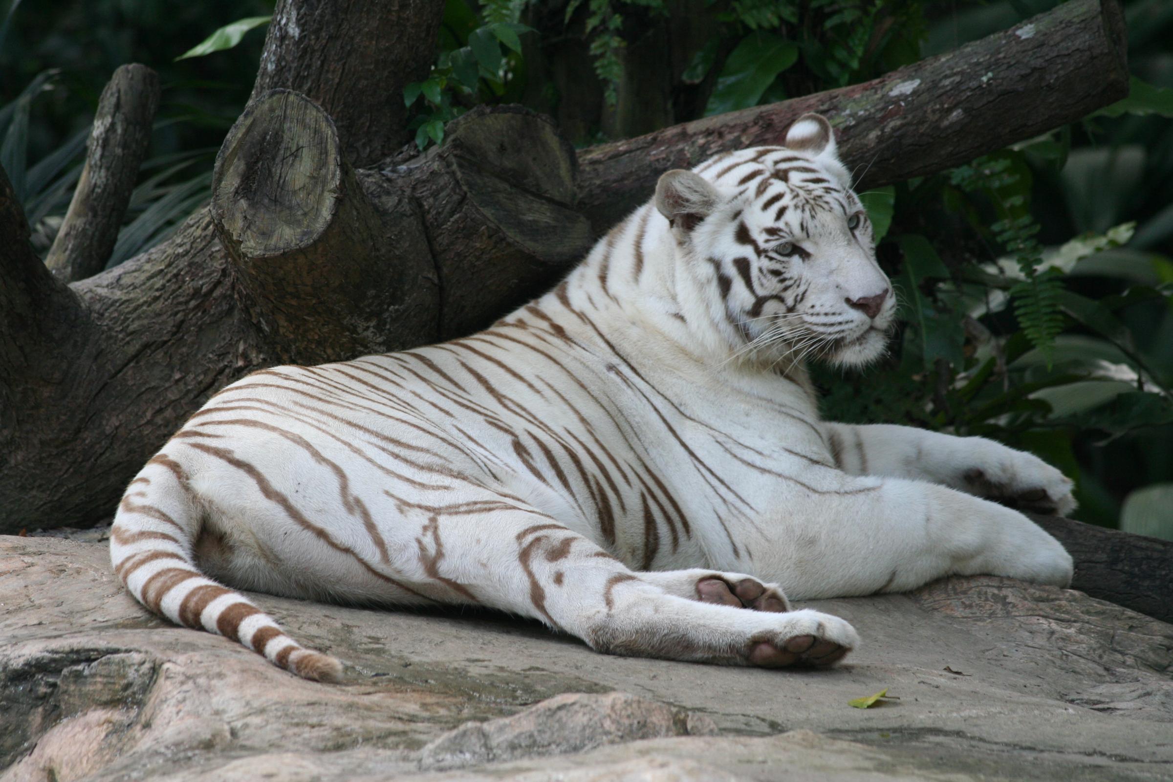 Амурский тигр альбинос