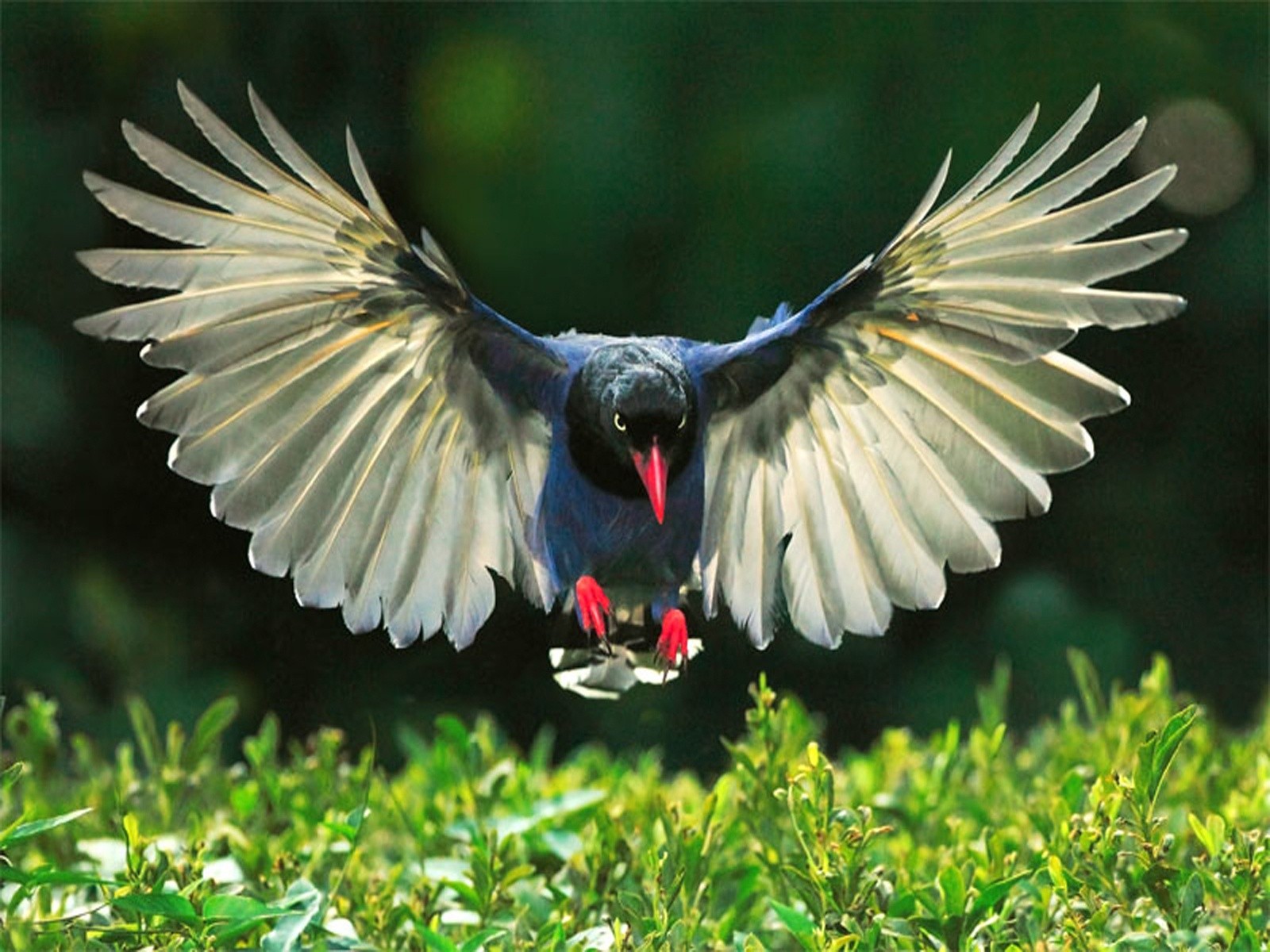 animal, magpie, bird, wings 8K