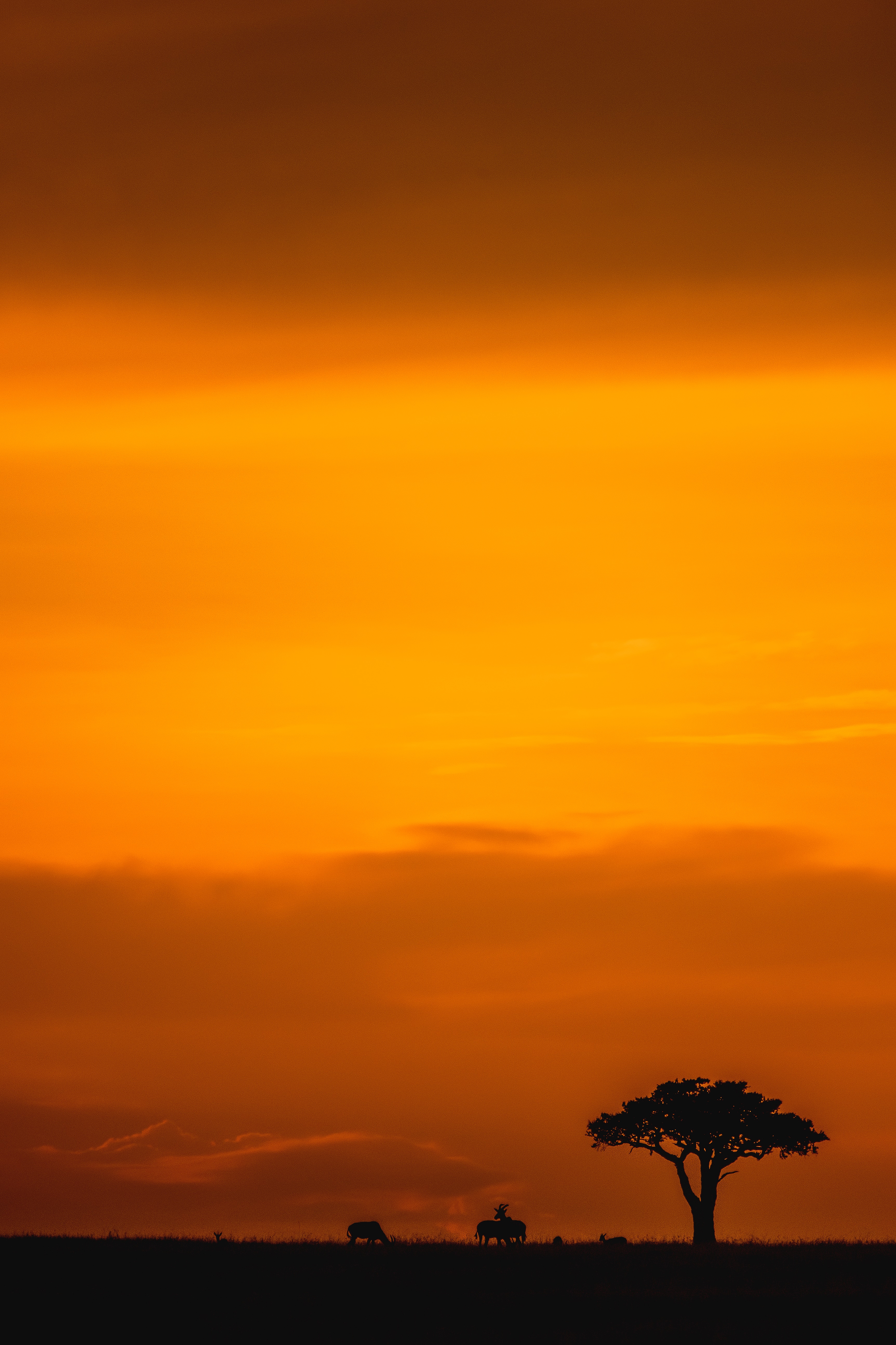 savanna, wildlife, landscape, sunset, twilight, dark, dusk HD wallpaper