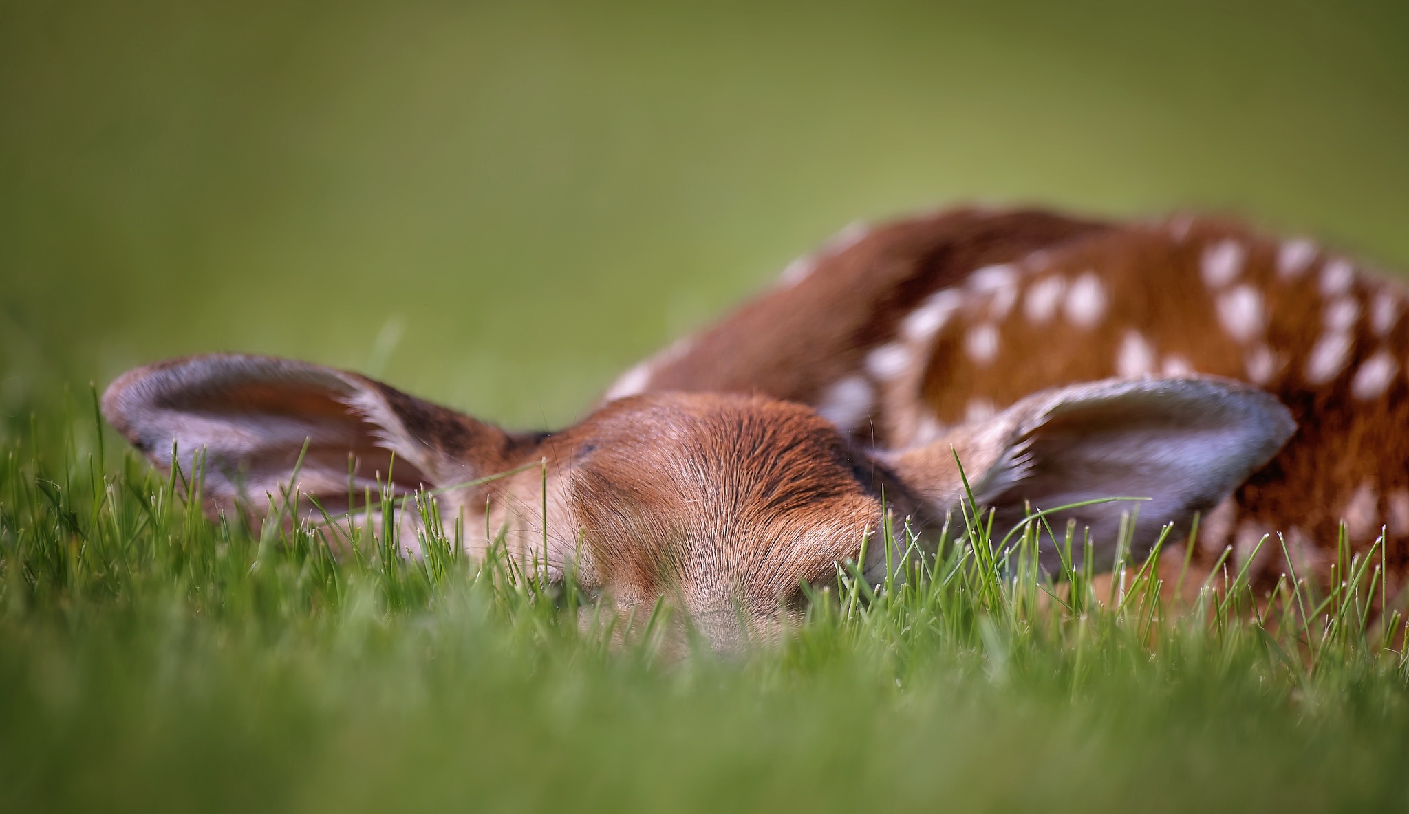 animal, deer, baby animal, fawn, grass