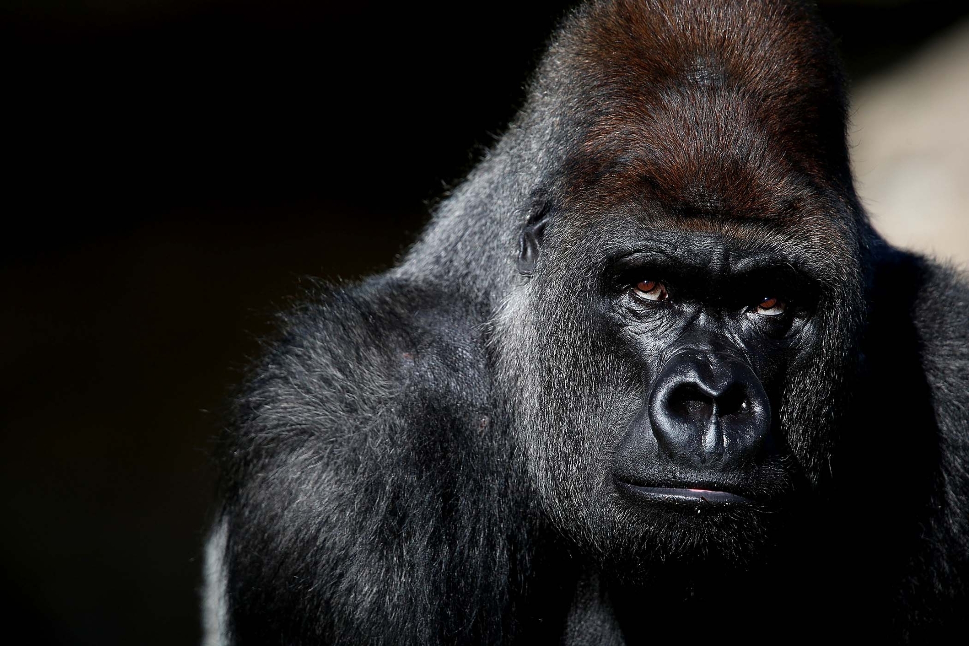 301580 скачать обои горилла, обезьяны, животные - заставки и картинки бесплатно