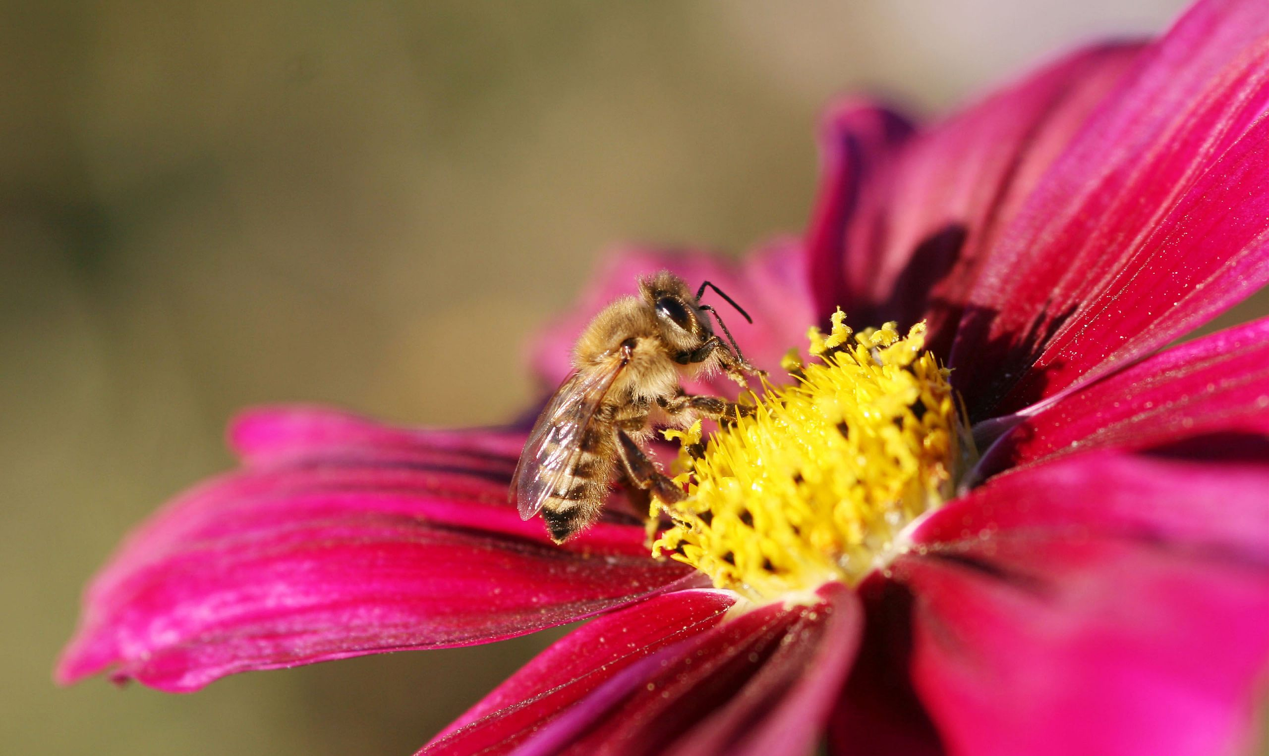 170702 завантажити шпалери тварина, бджола, квітка, комаха, комахи - заставки і картинки безкоштовно