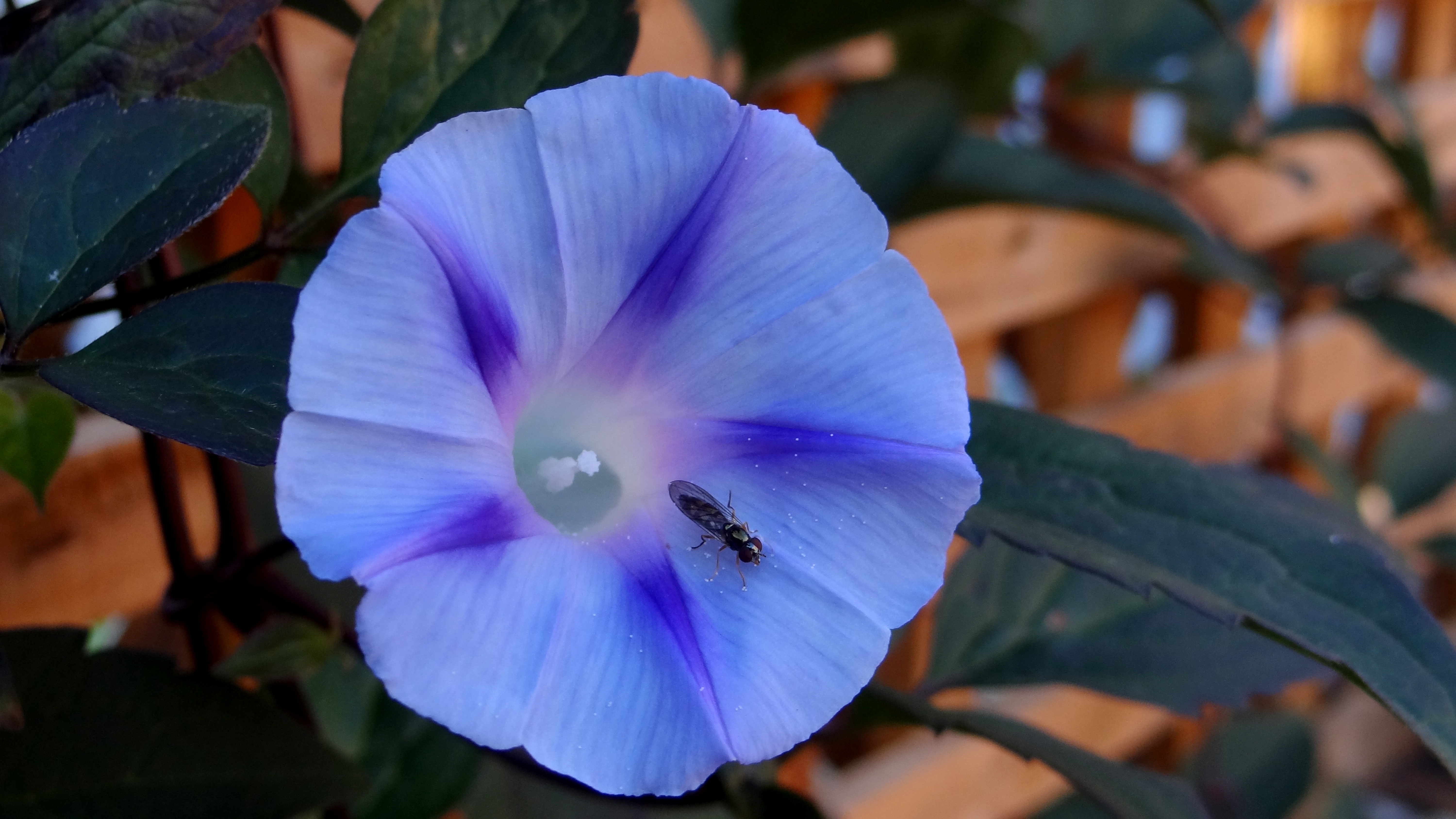 Download mobile wallpaper Ipomoea Violacea, Insect, Morning Glory, Flower, Macro for free.